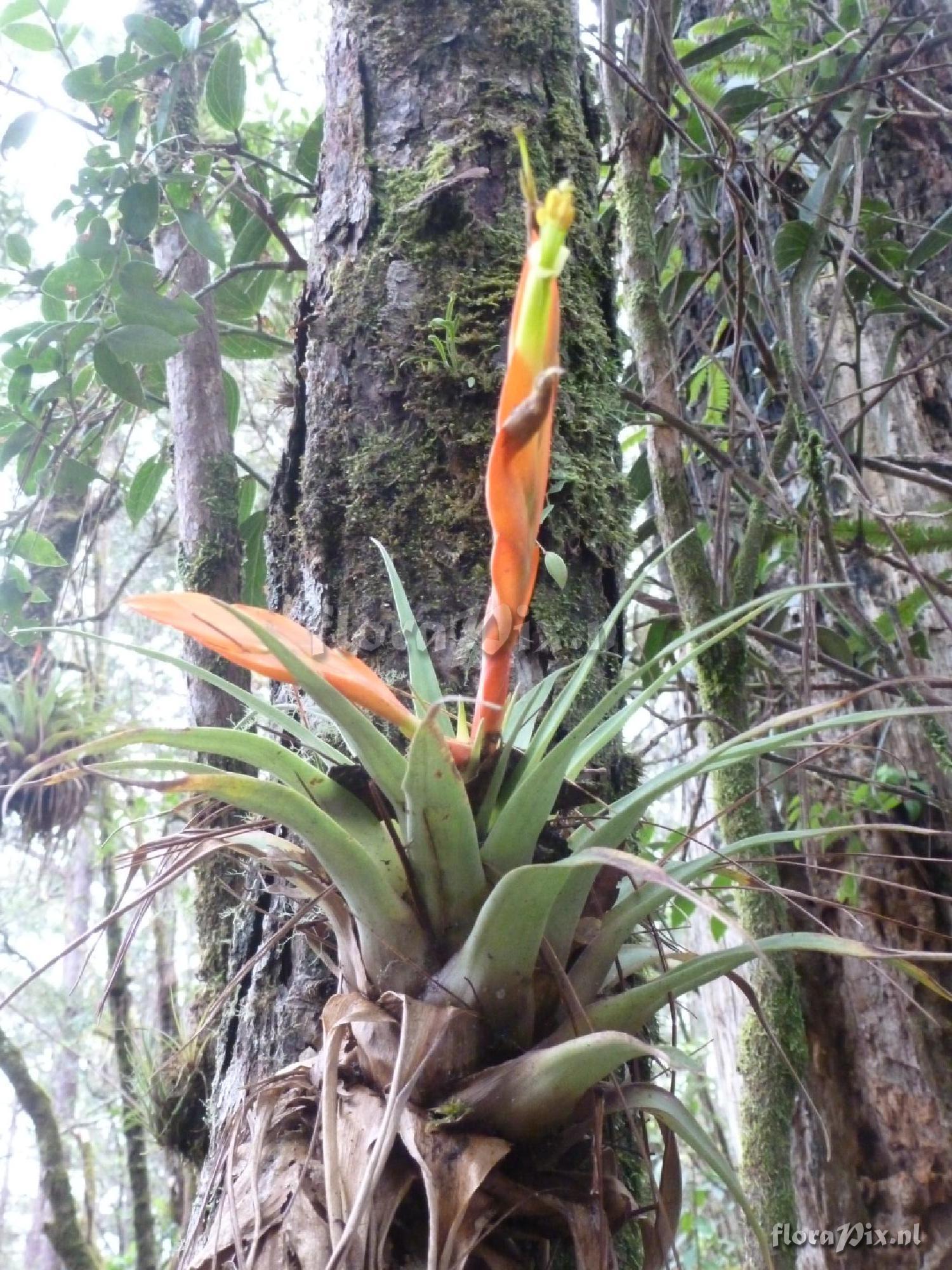 Tillandsia cryptopoda