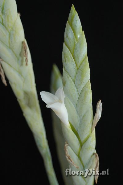 Tillandsia heterophylla