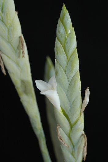 Tillandsia heterophylla
