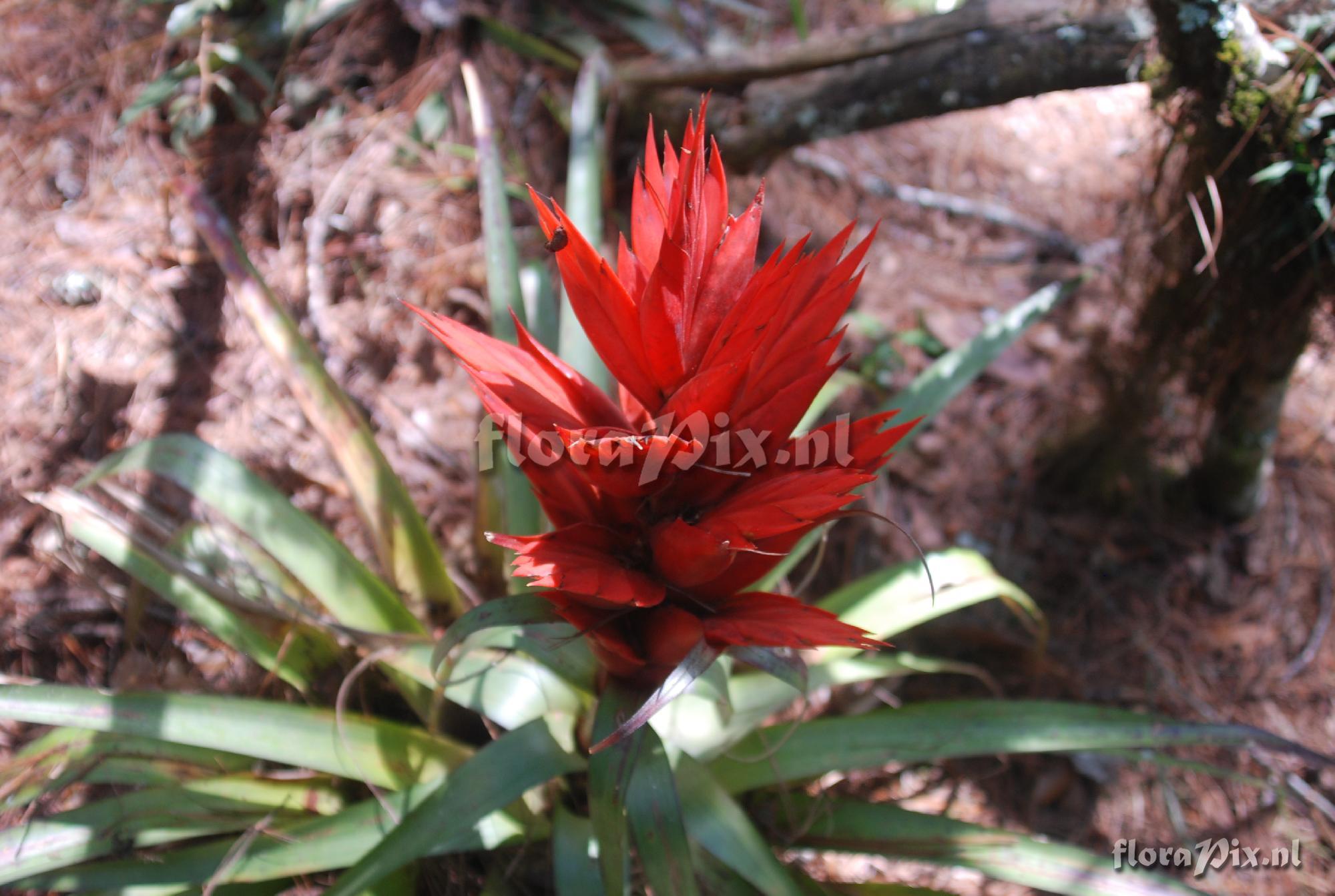 Tillandsia ponderosa