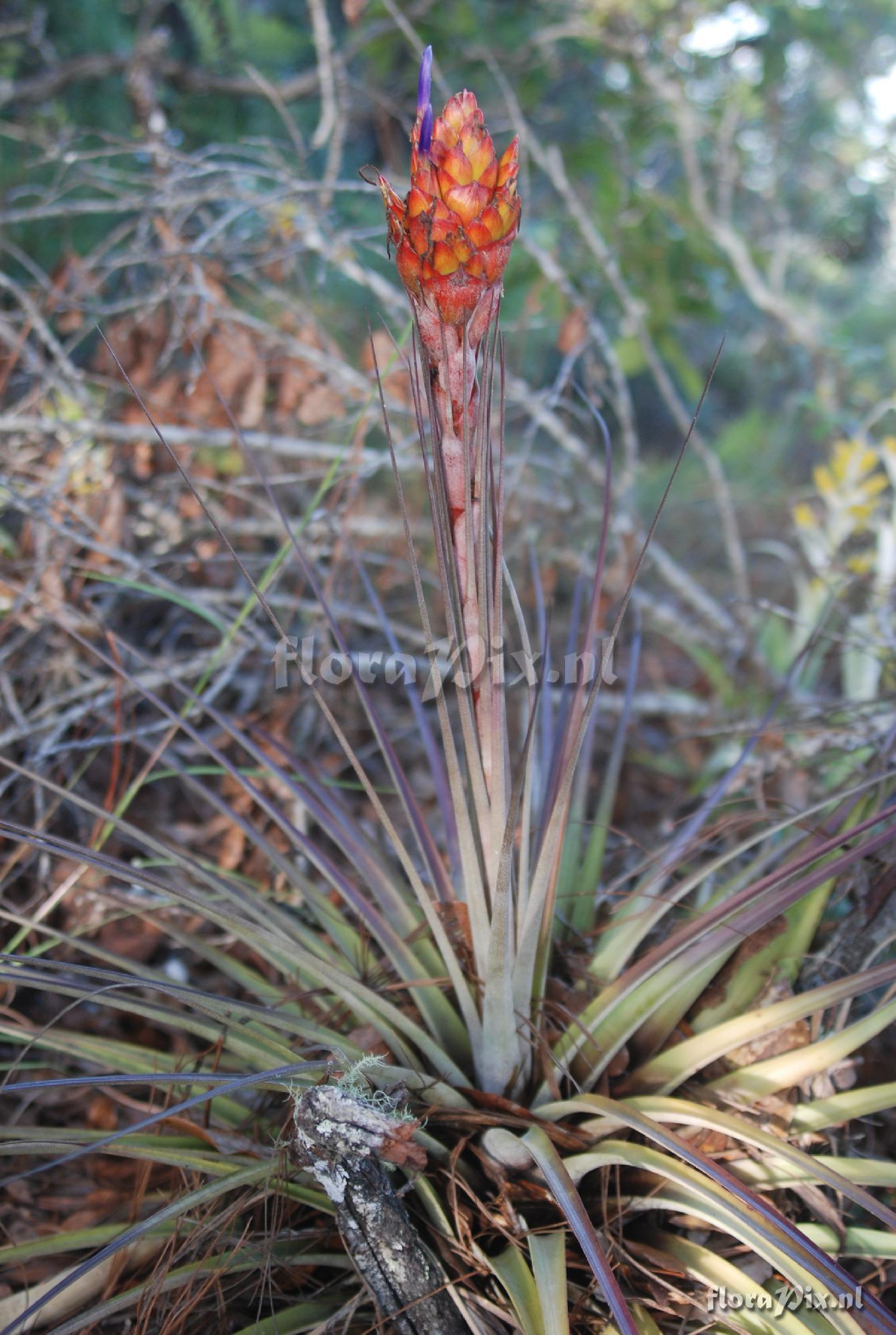 Tillandsia rotundata