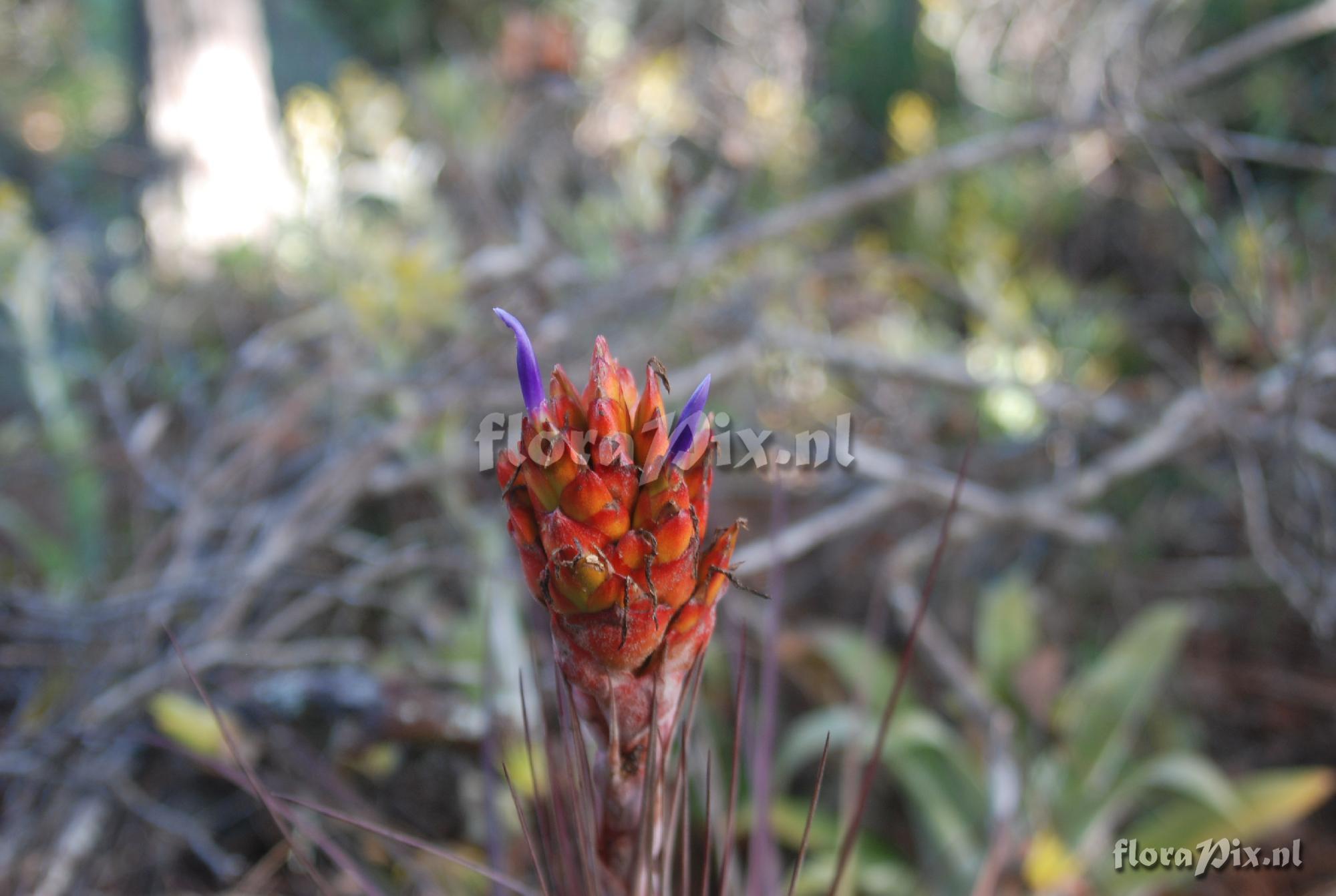 Tillandsia rotundata