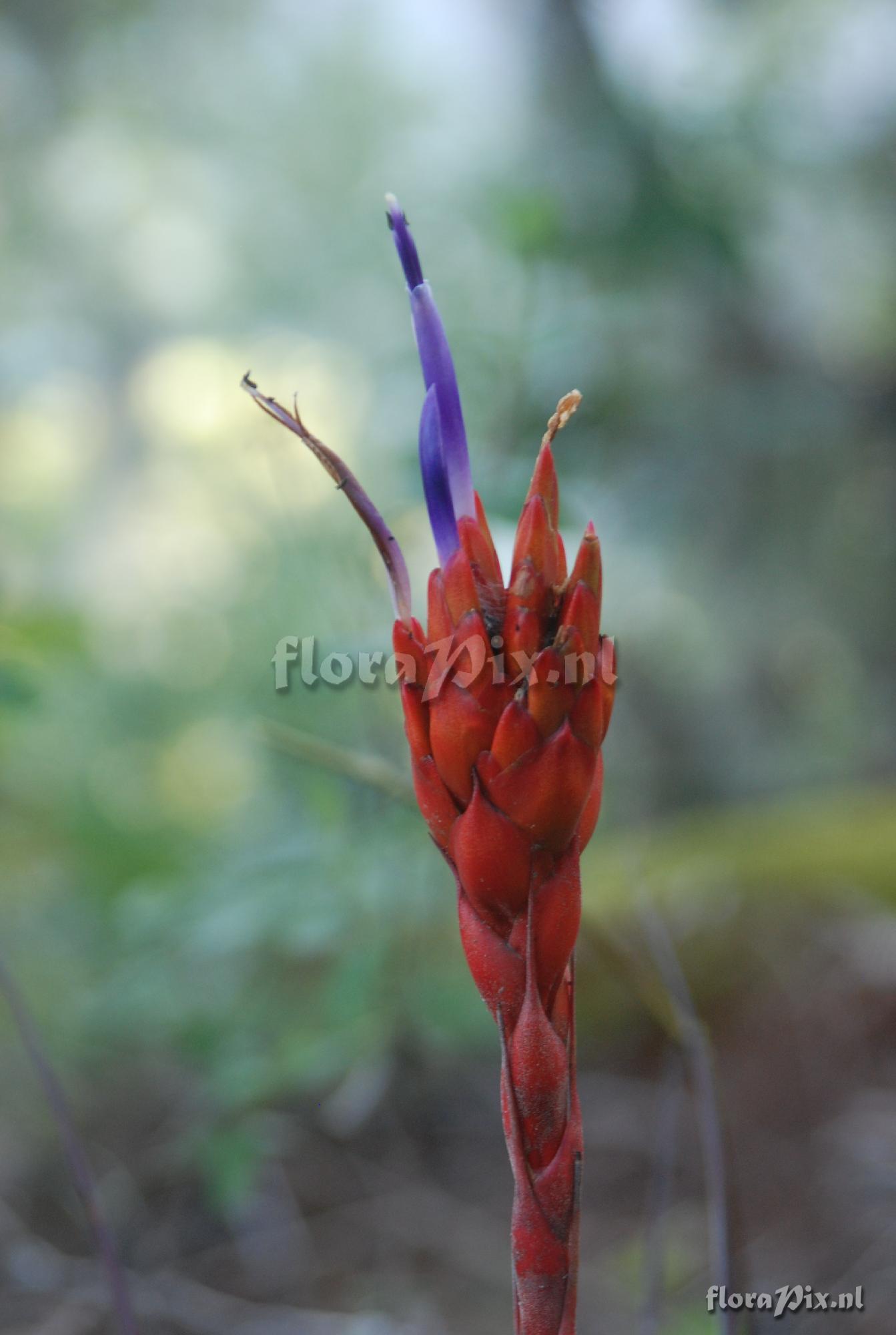 Tillandsia rotundata