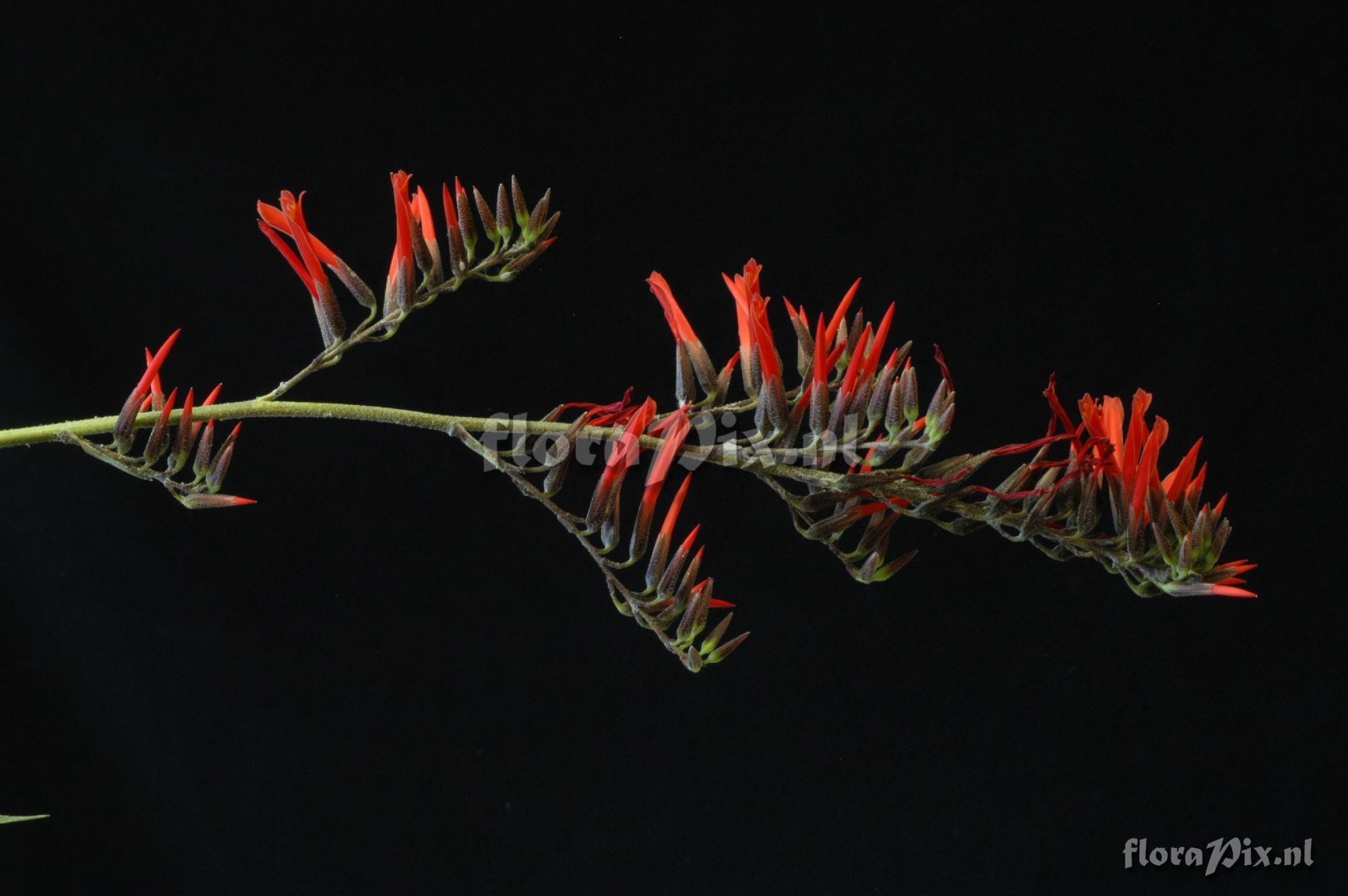 Pitcairnia yaupi-bajaensis