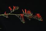Pitcairnia yaupi-bajaensis