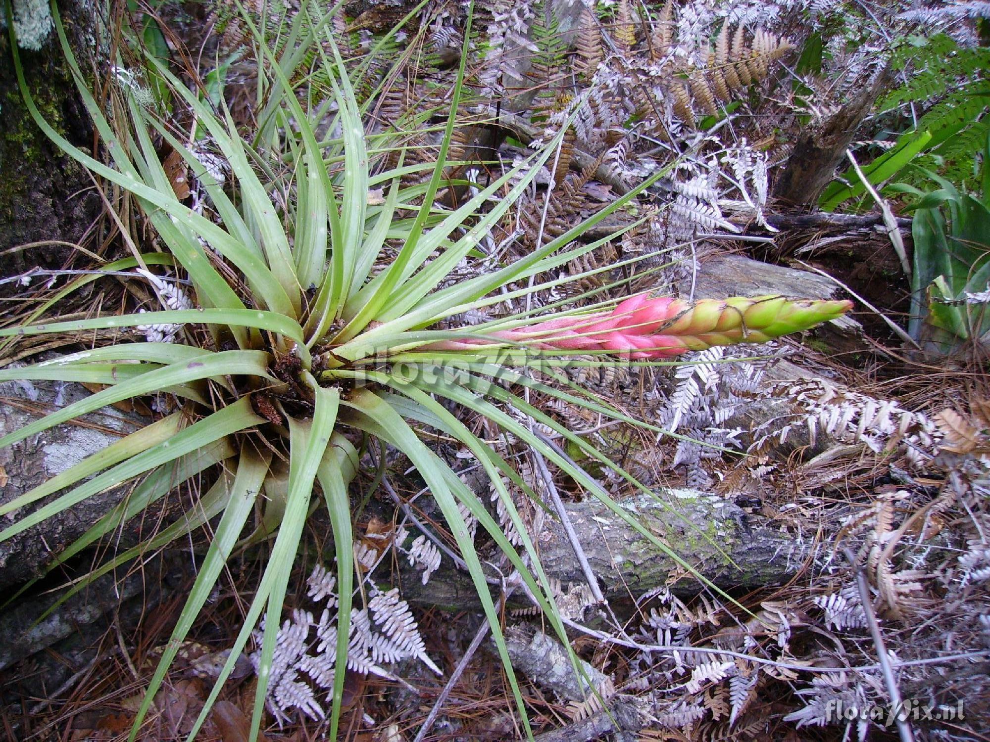 Tillandsia spec.