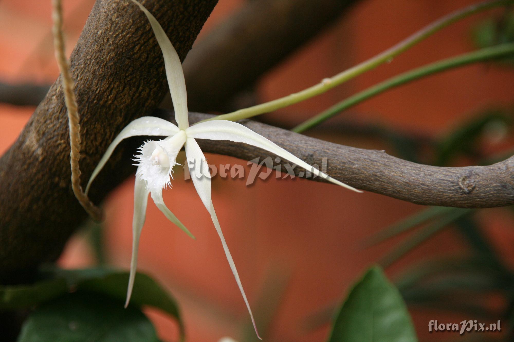 Brassavola Cuculata