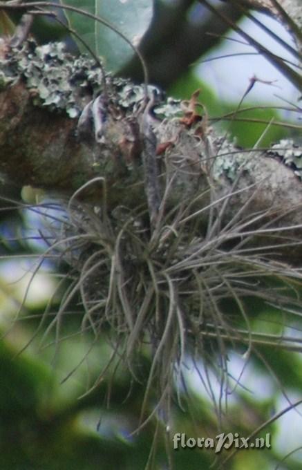 Tillandsia recurvata