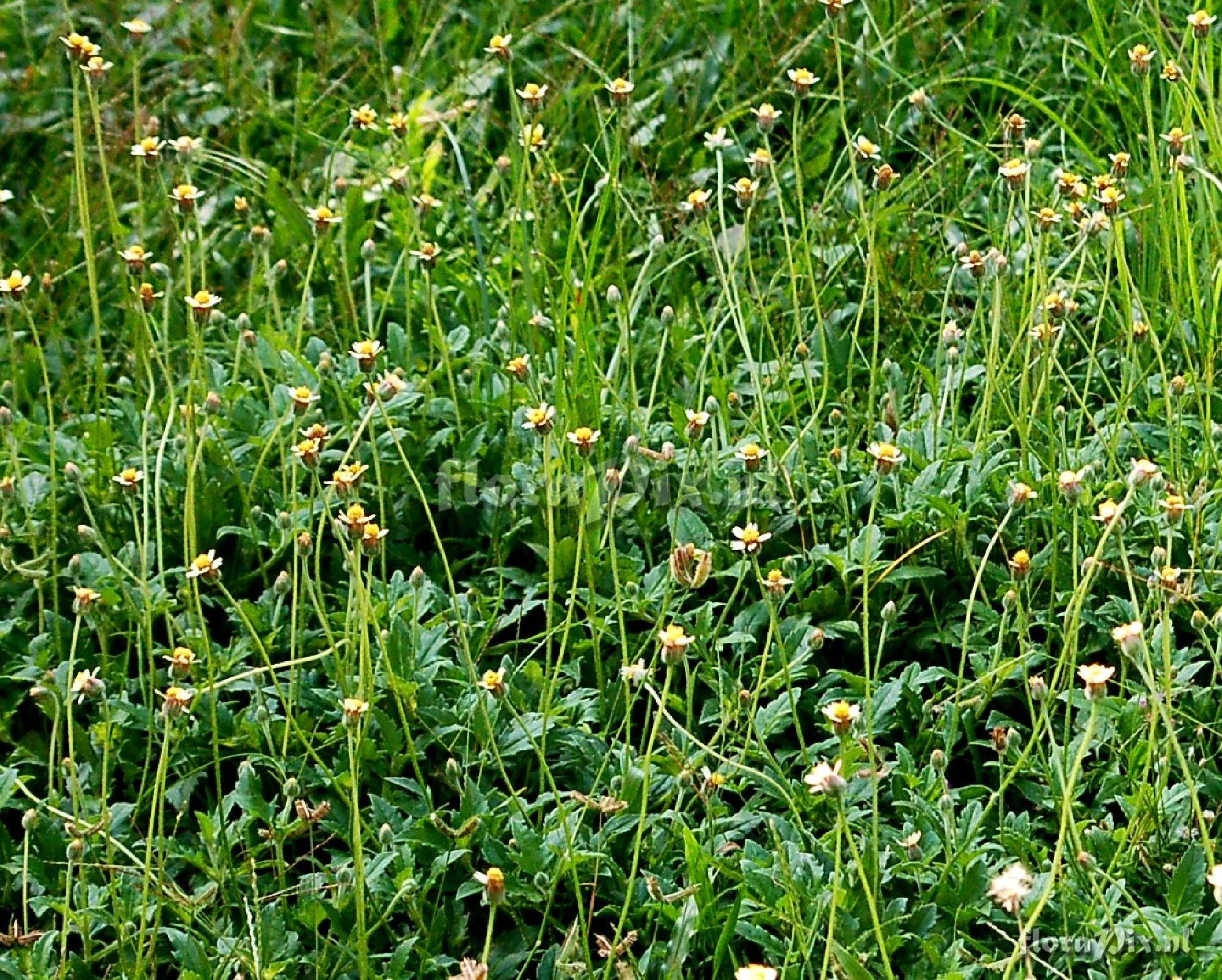 Bidens sp. Compositae