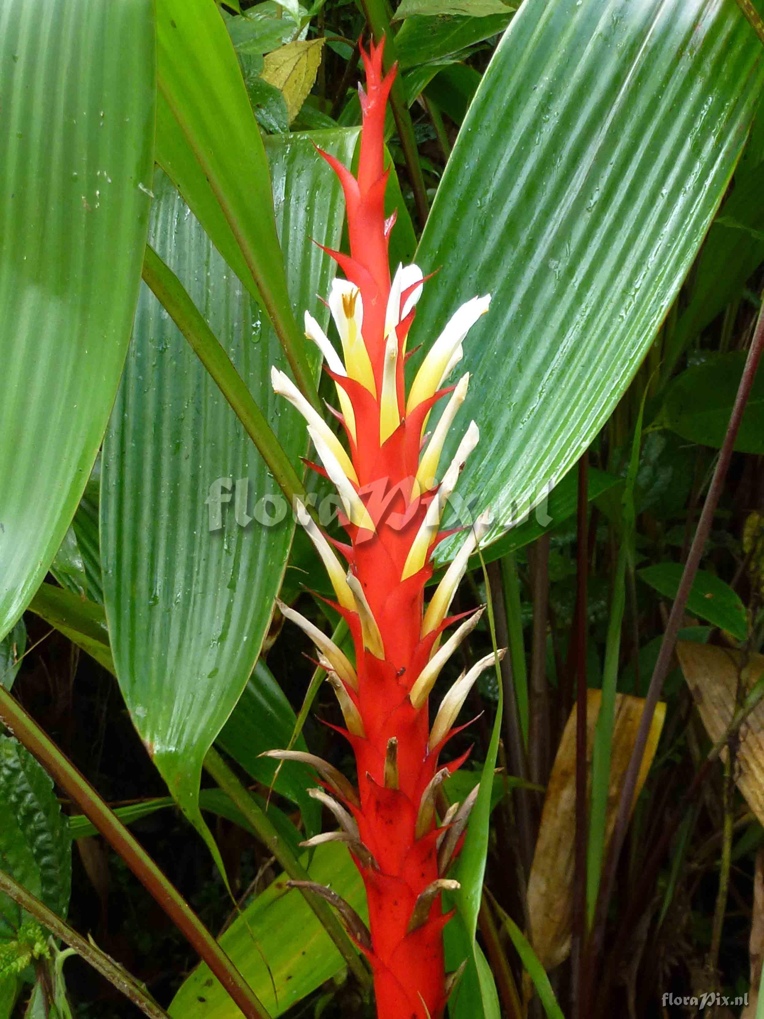 Pitcairnia sp