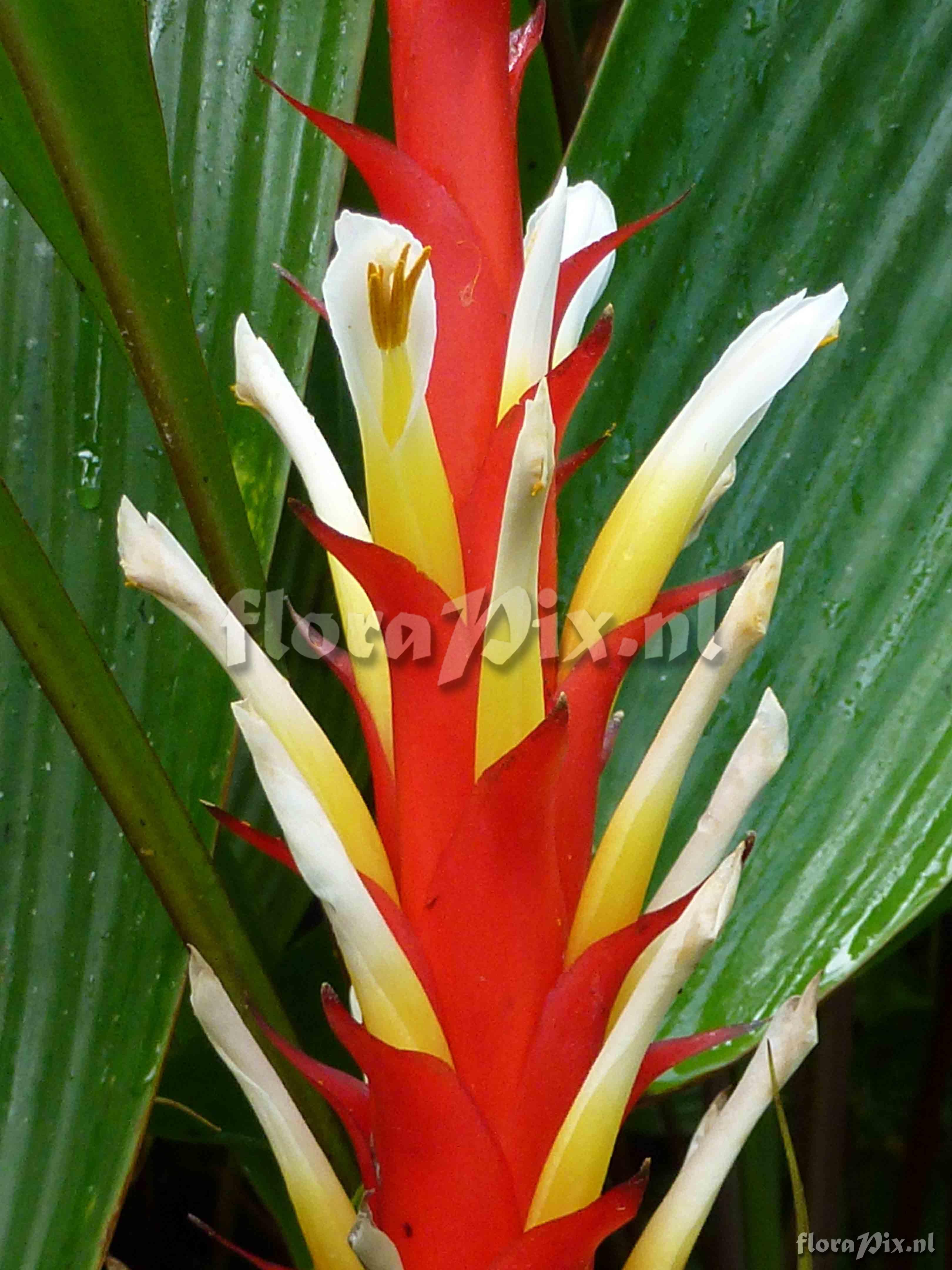 Pitcairnia sp