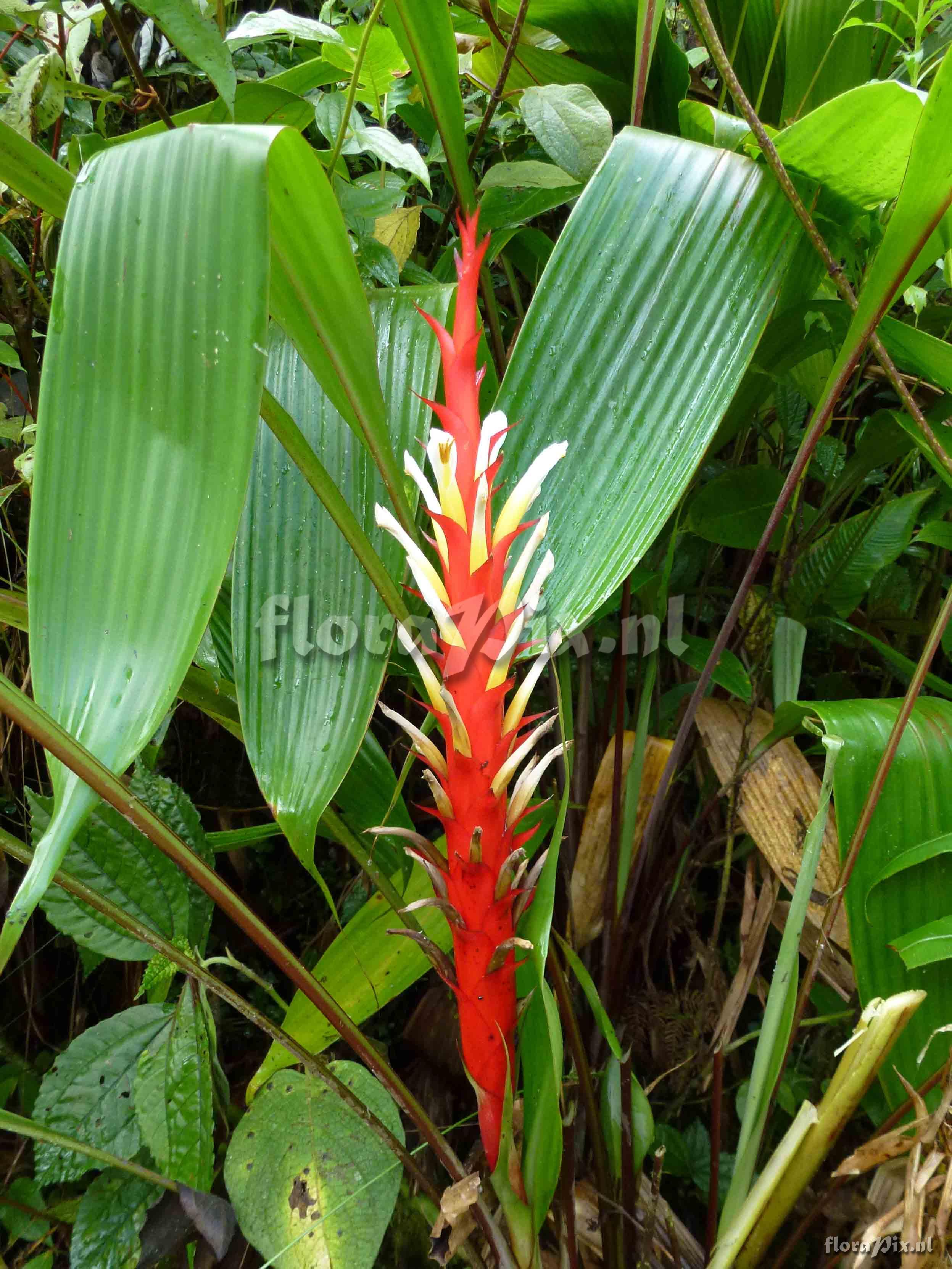 Pitcairnia sp