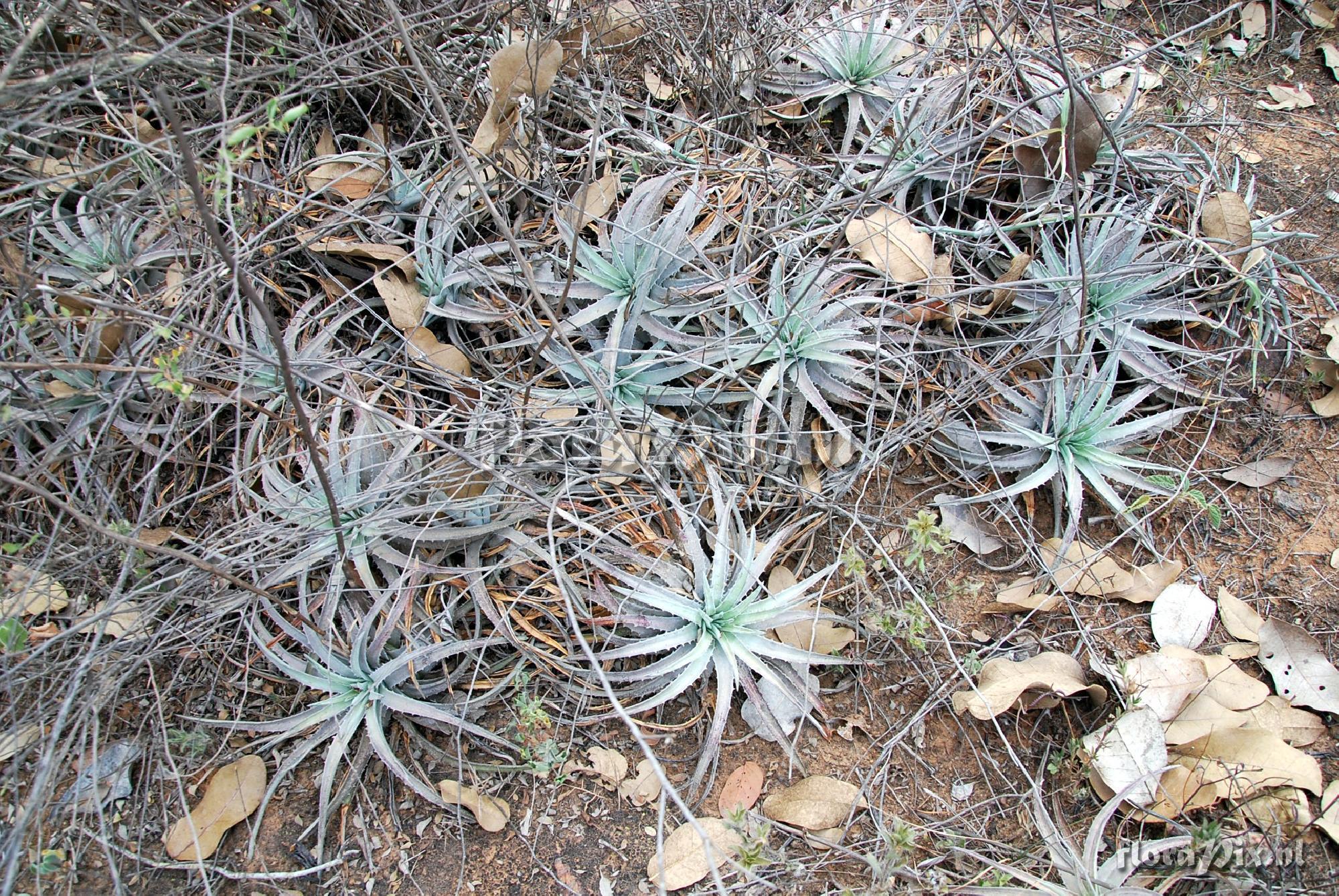 Dyckia granmogulensis Rauh