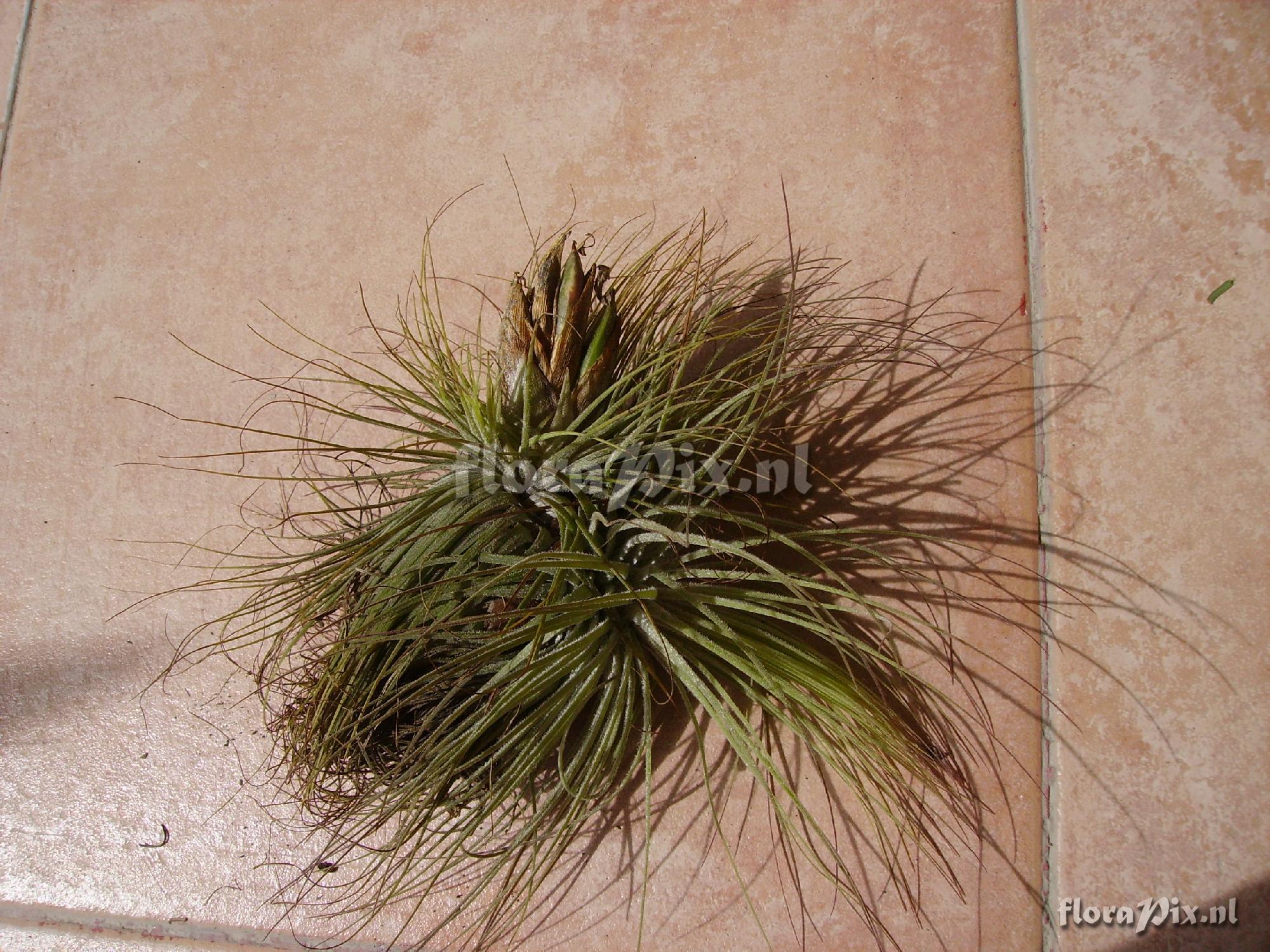 Tillandsia magnusiana