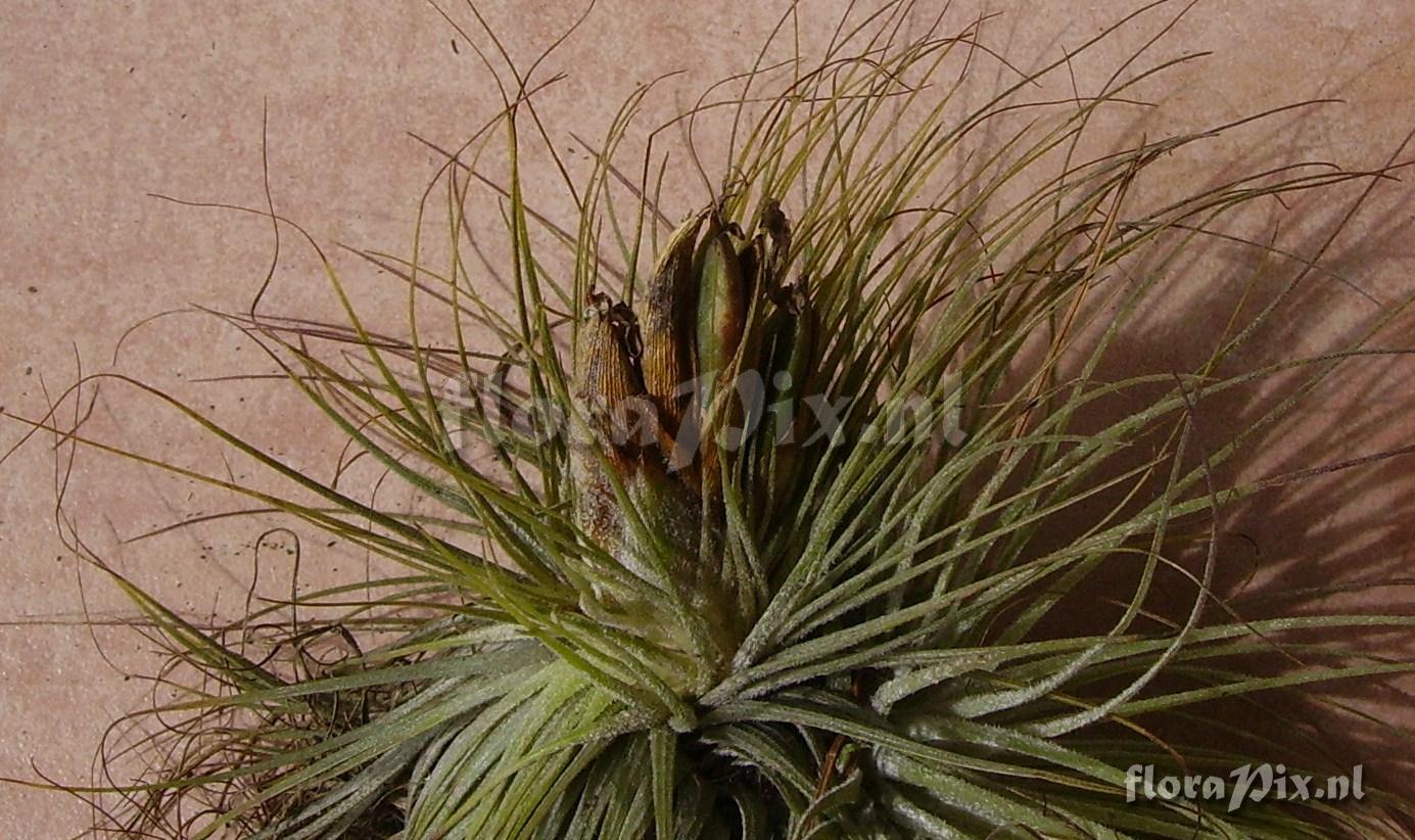 Tillandsia magnusiana