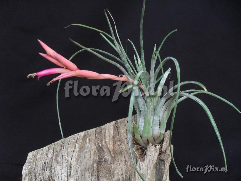 Tillandsia paraensis