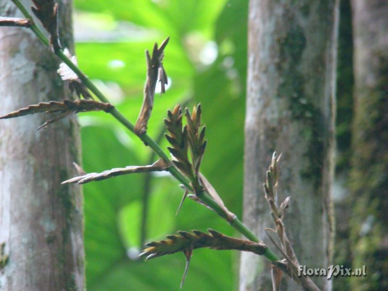 Vriesea rubra ?