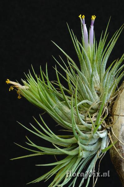 Tillandsia ionantha var scaposa