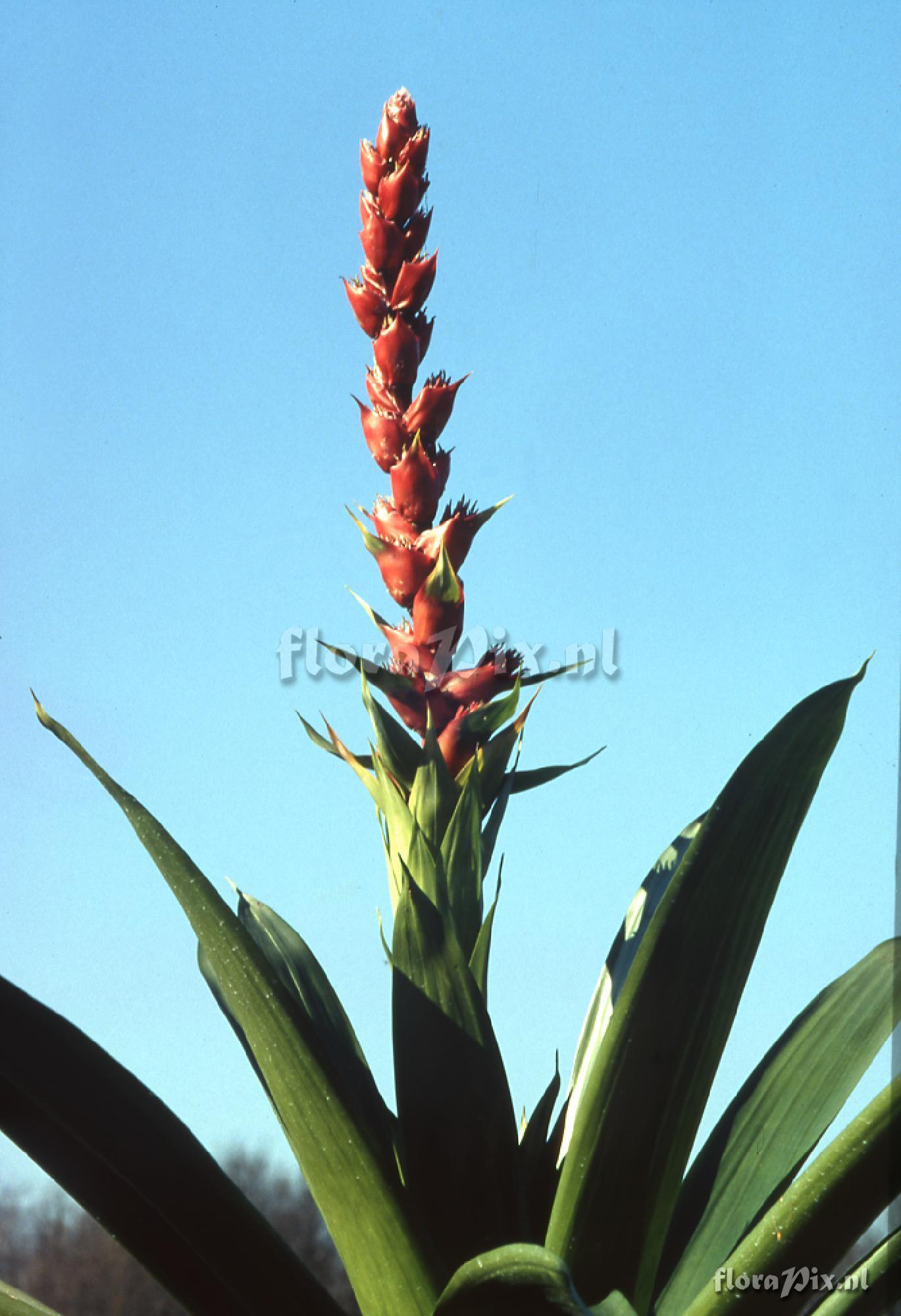 Mezobromelia capituligera