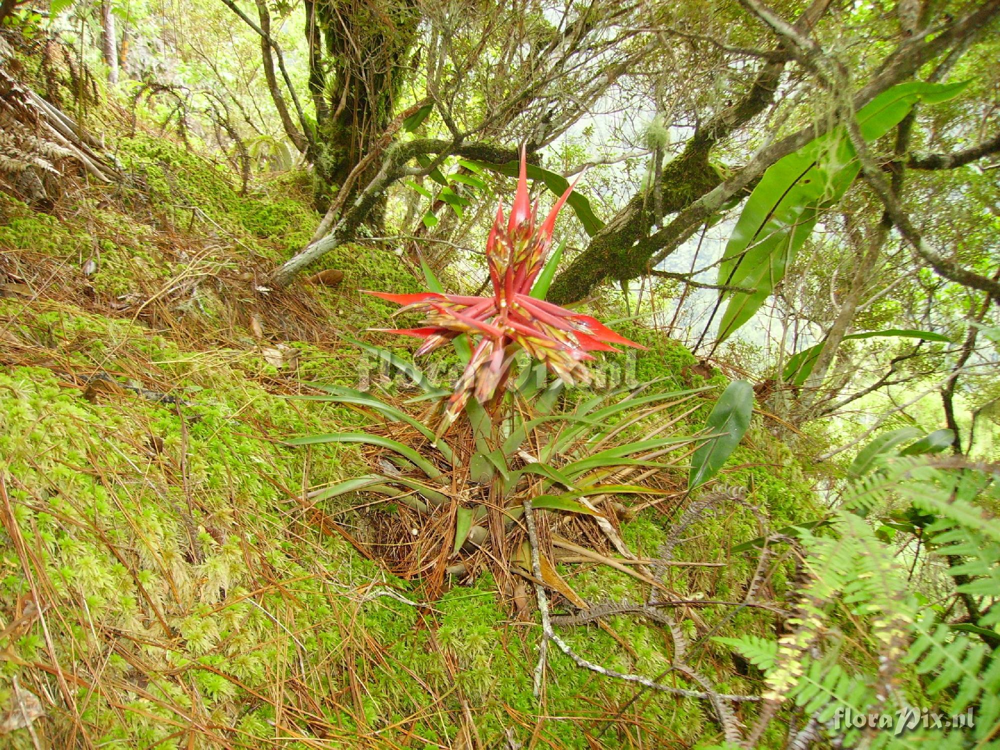 Tillandsia orogenes