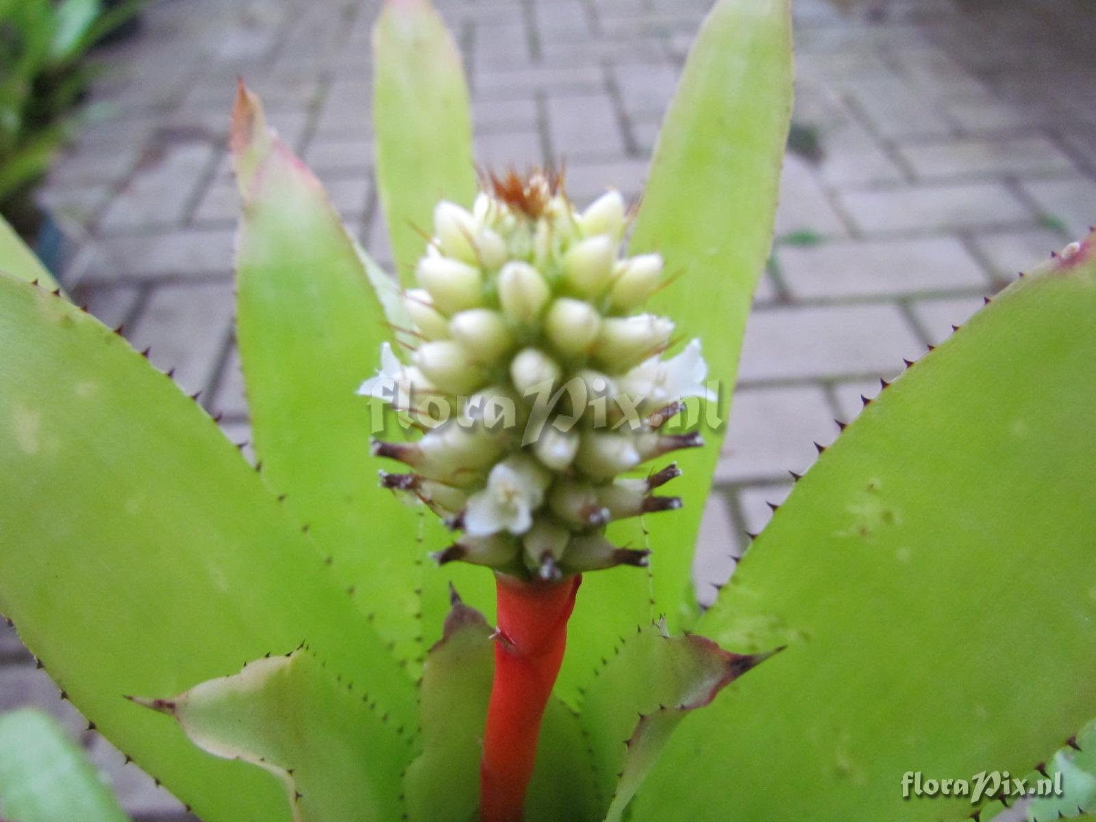 Aechmea roberto-seidelii 