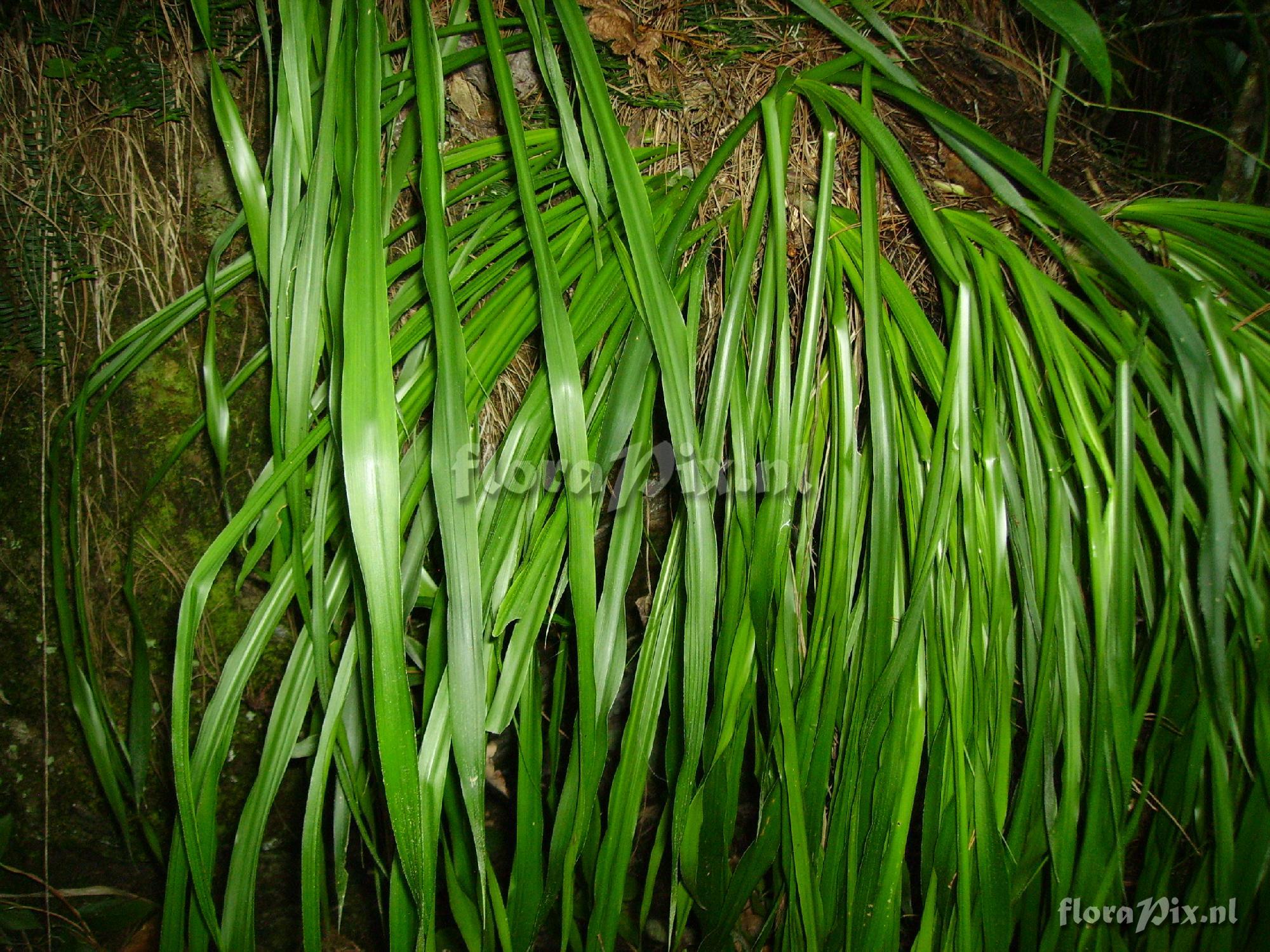 Pitcairnia heterophylla