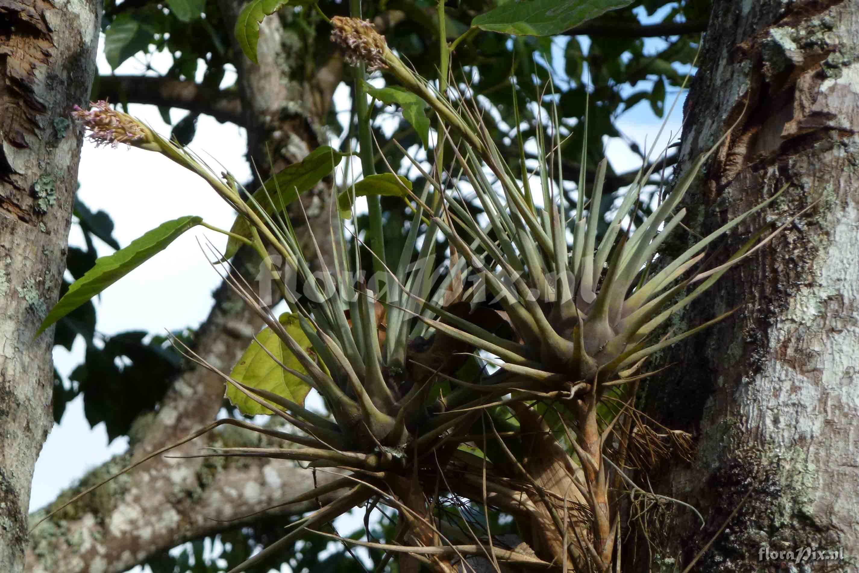 Tillandsia myriantha ?