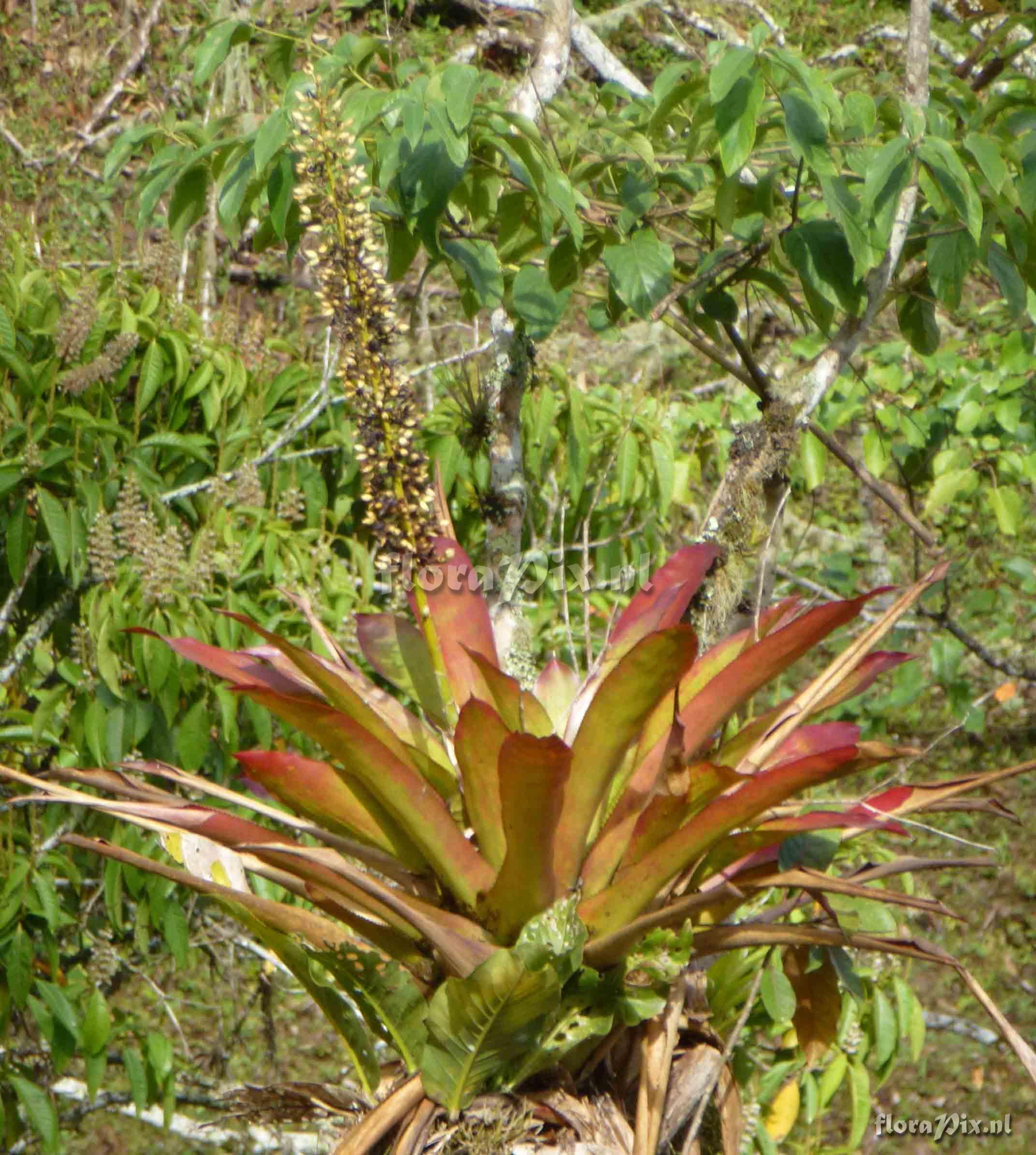 Aechmea sp ?.