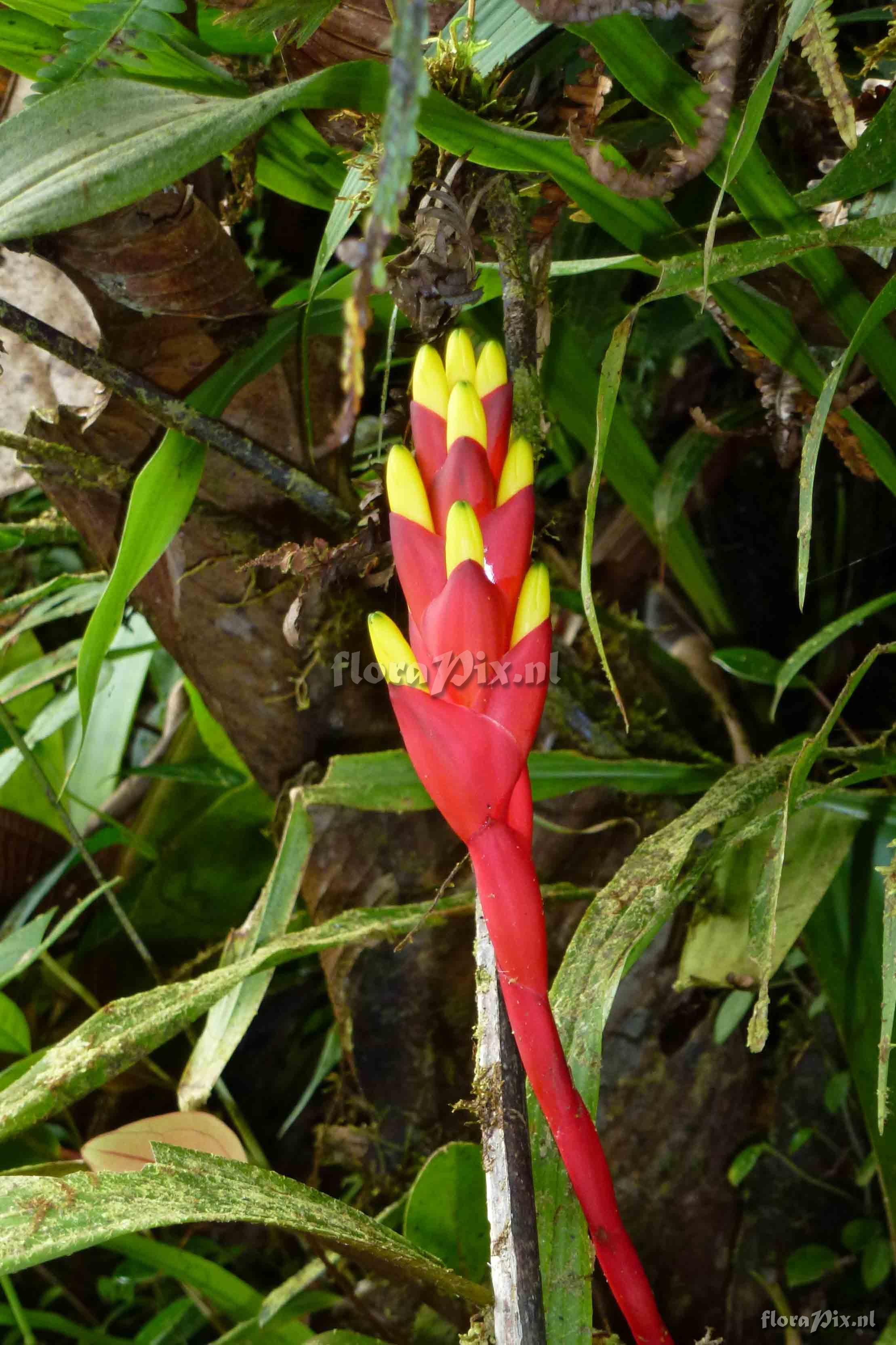 Guzmania rosea