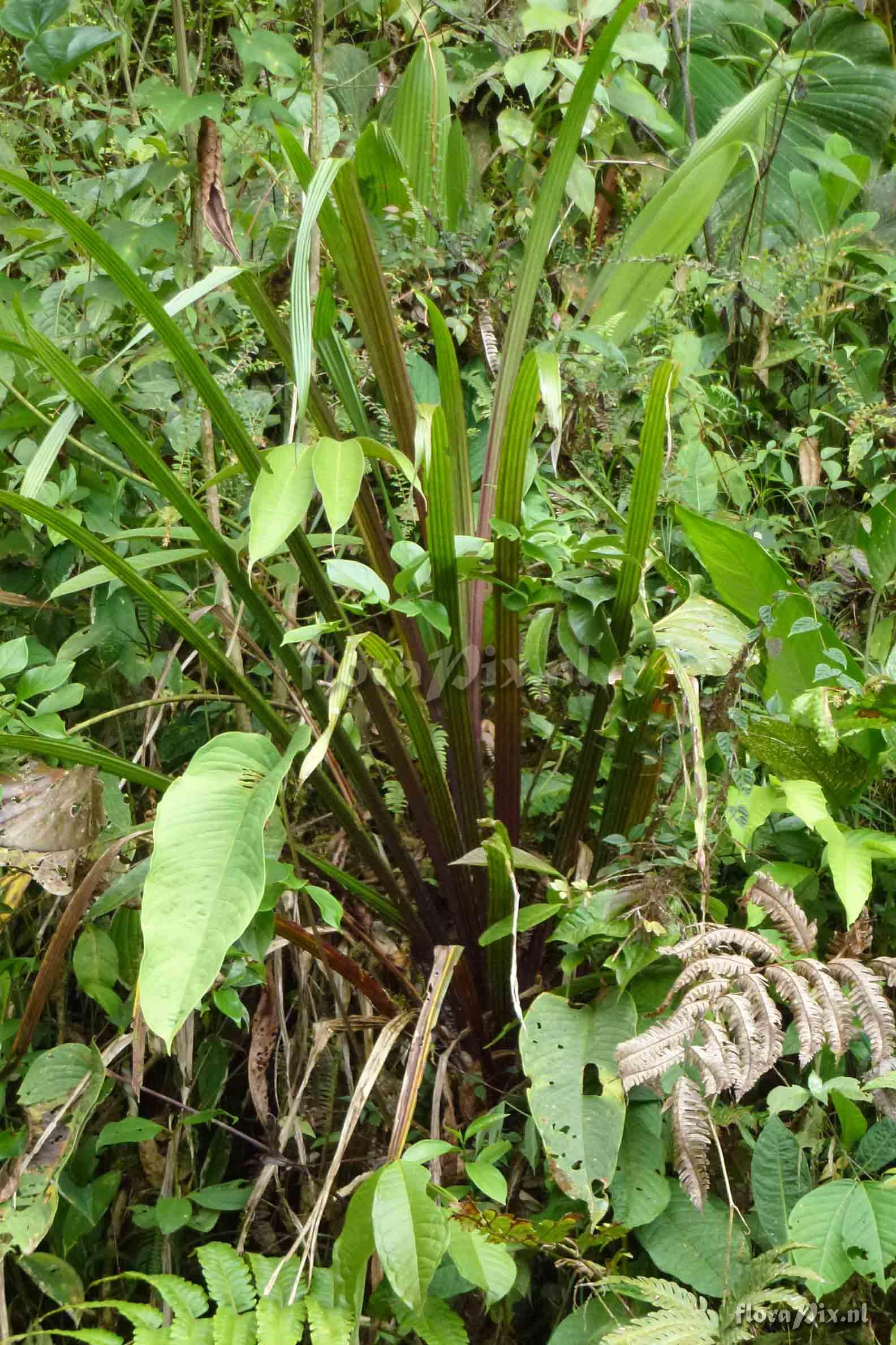 Guzmania hollinensis