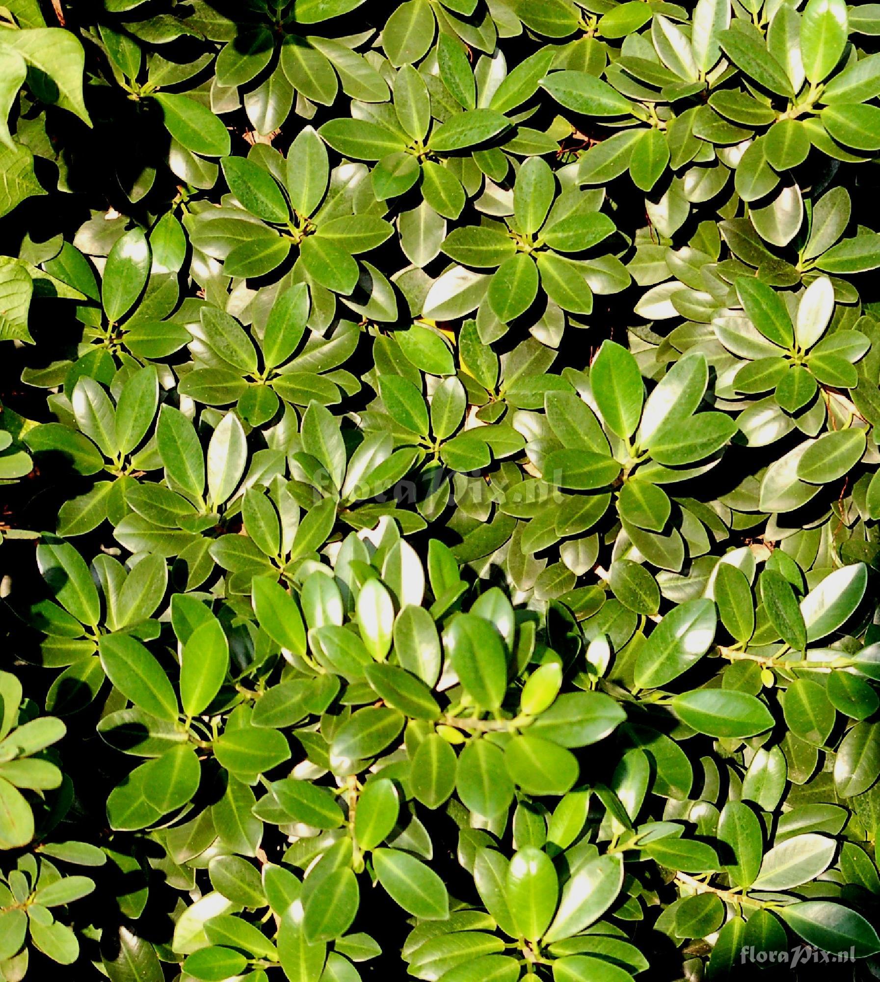 Ficus sp. Moraceae