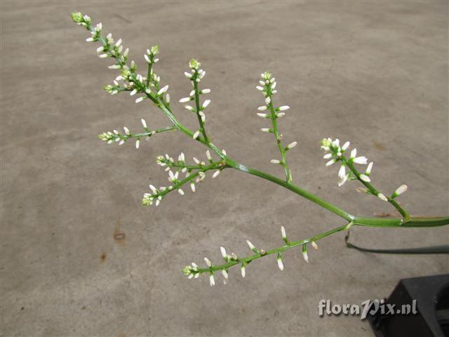 Brocchinia melanacra