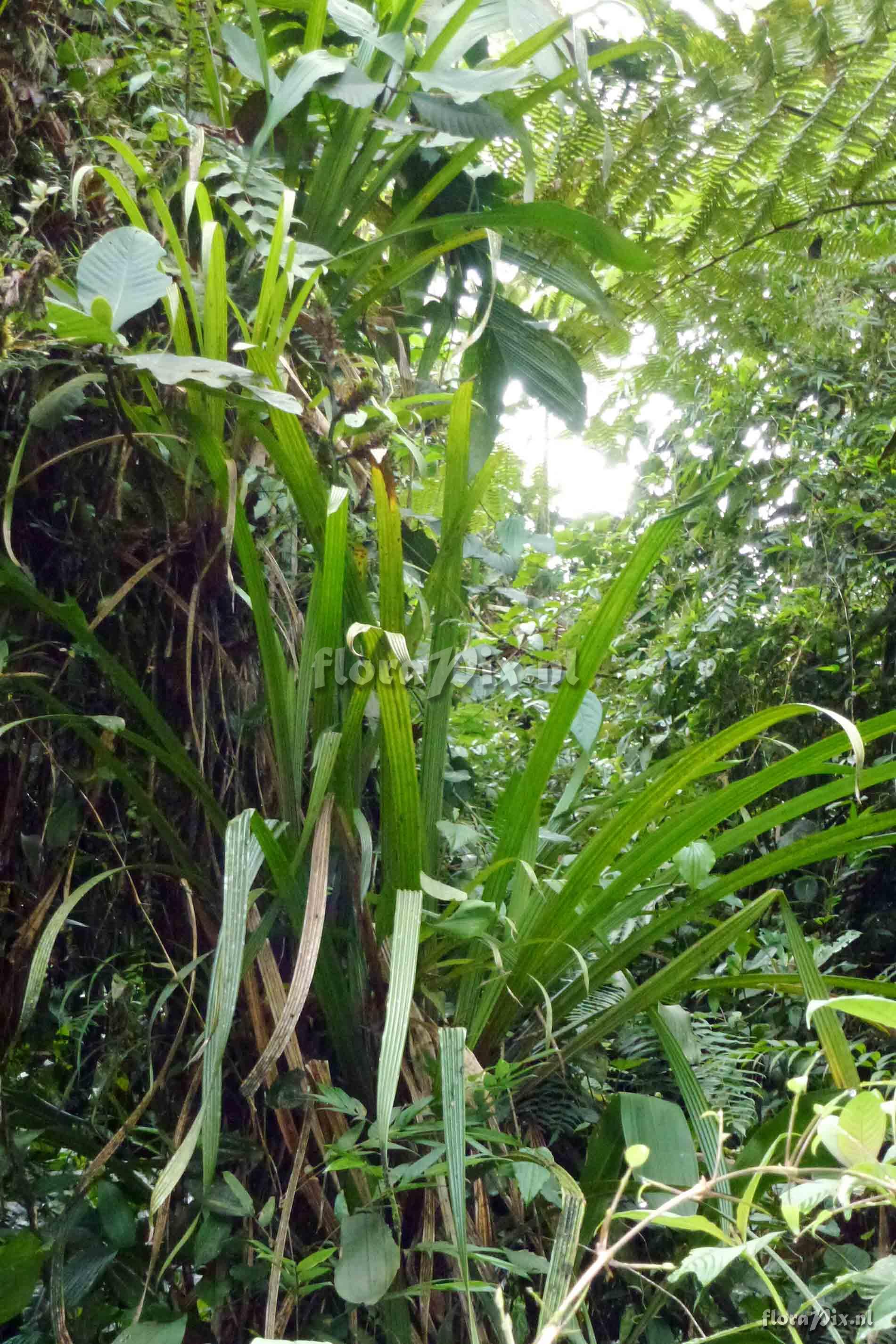 Guzmania hollinenensis