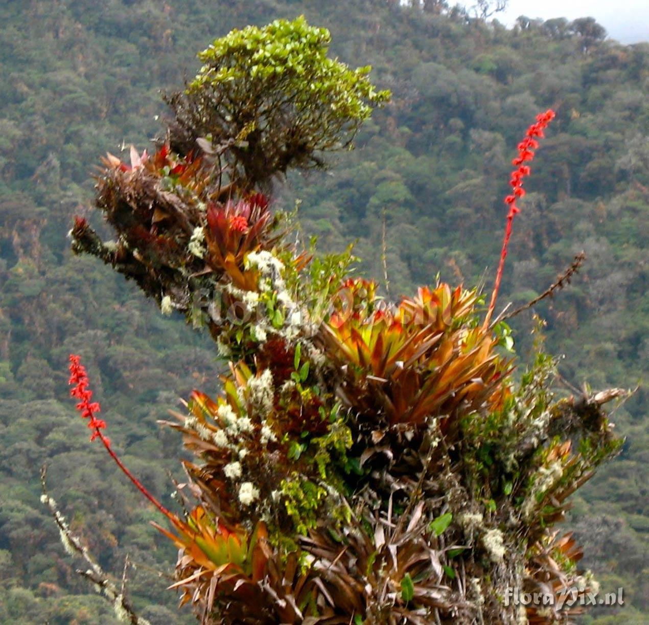 Guzmania bakeri ?