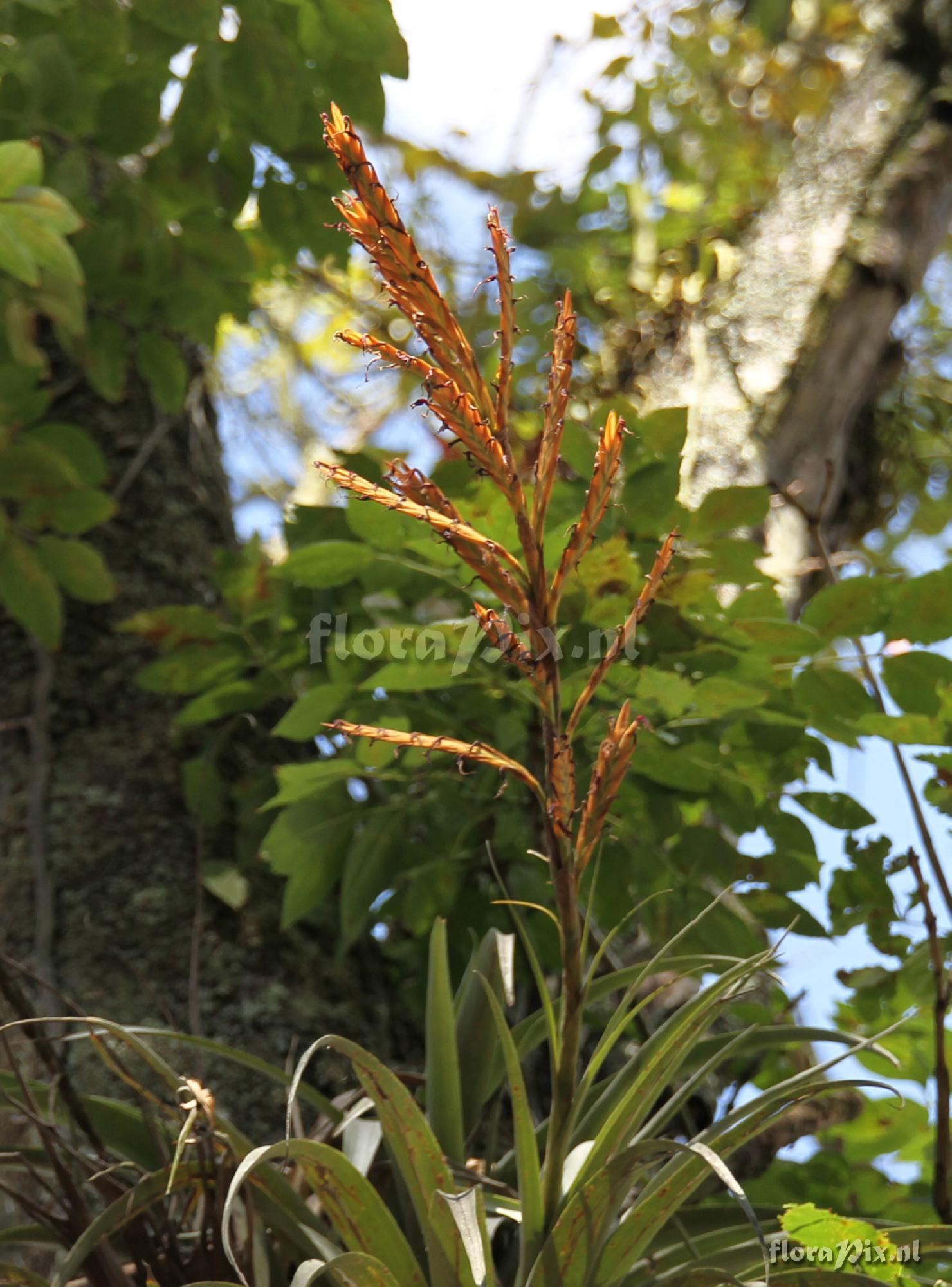 Vriesea gruberi