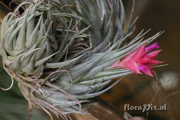 Tillandsia kautskyi