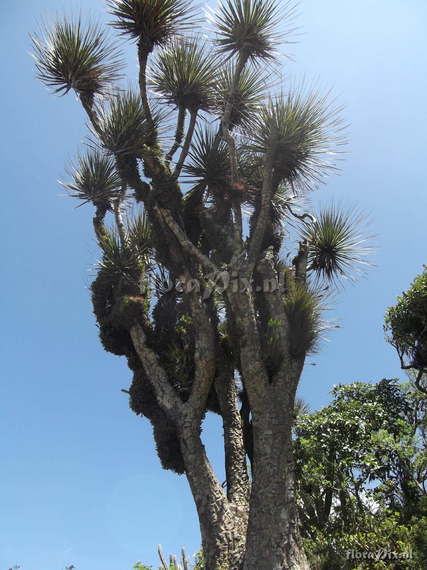 Tillandsia sp. Quiotepec