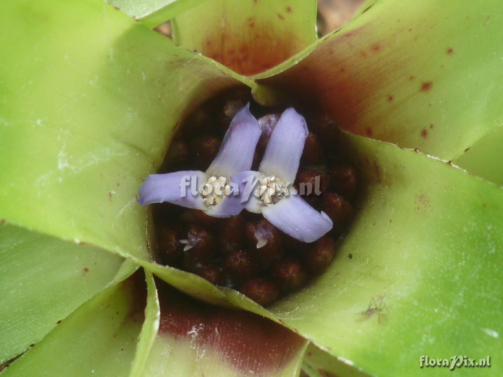 Neoregelia cyanea