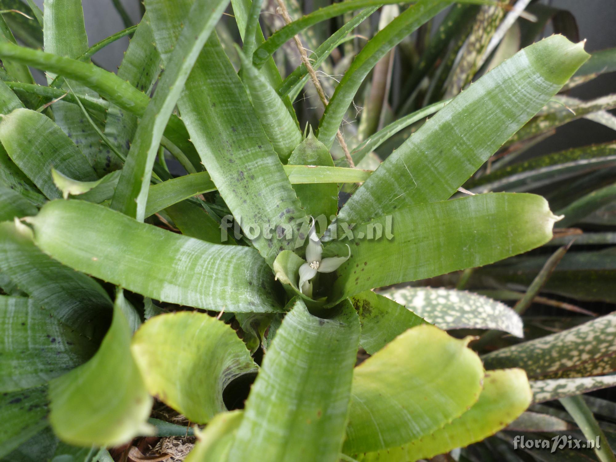 Neoregelia pauciflora