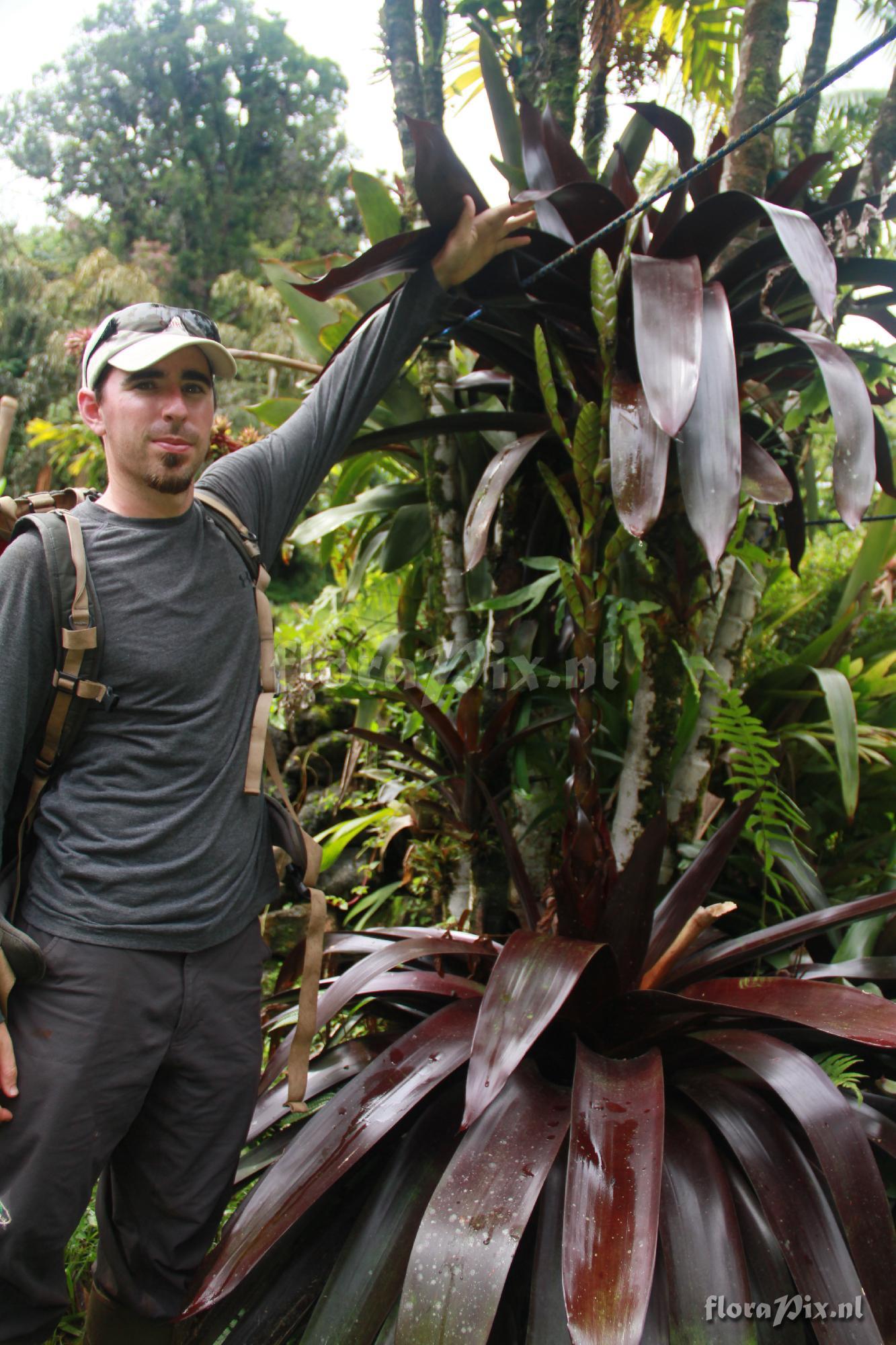 Werauhia sanguinolenta 