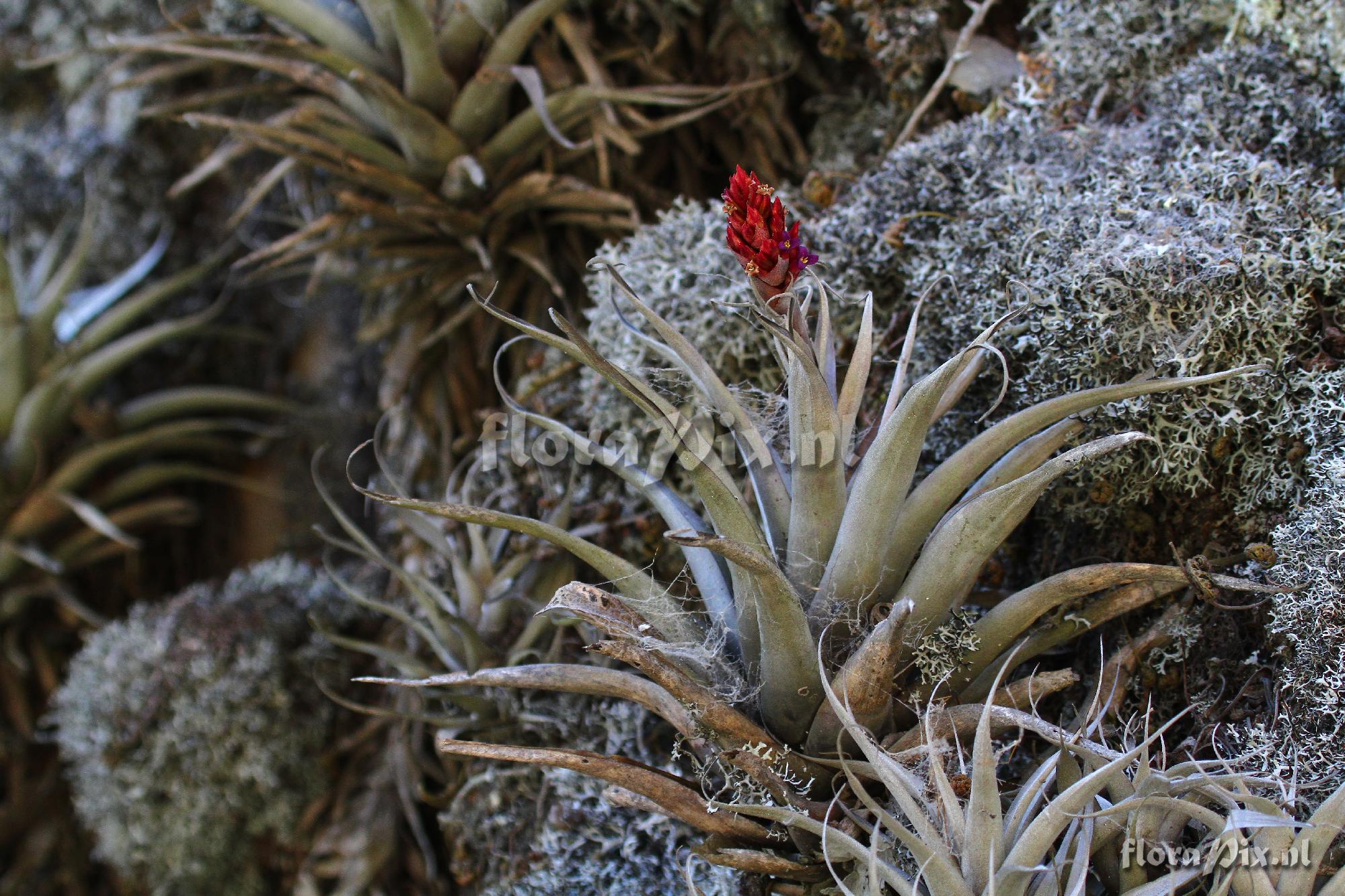 Tillandsia oroyensis