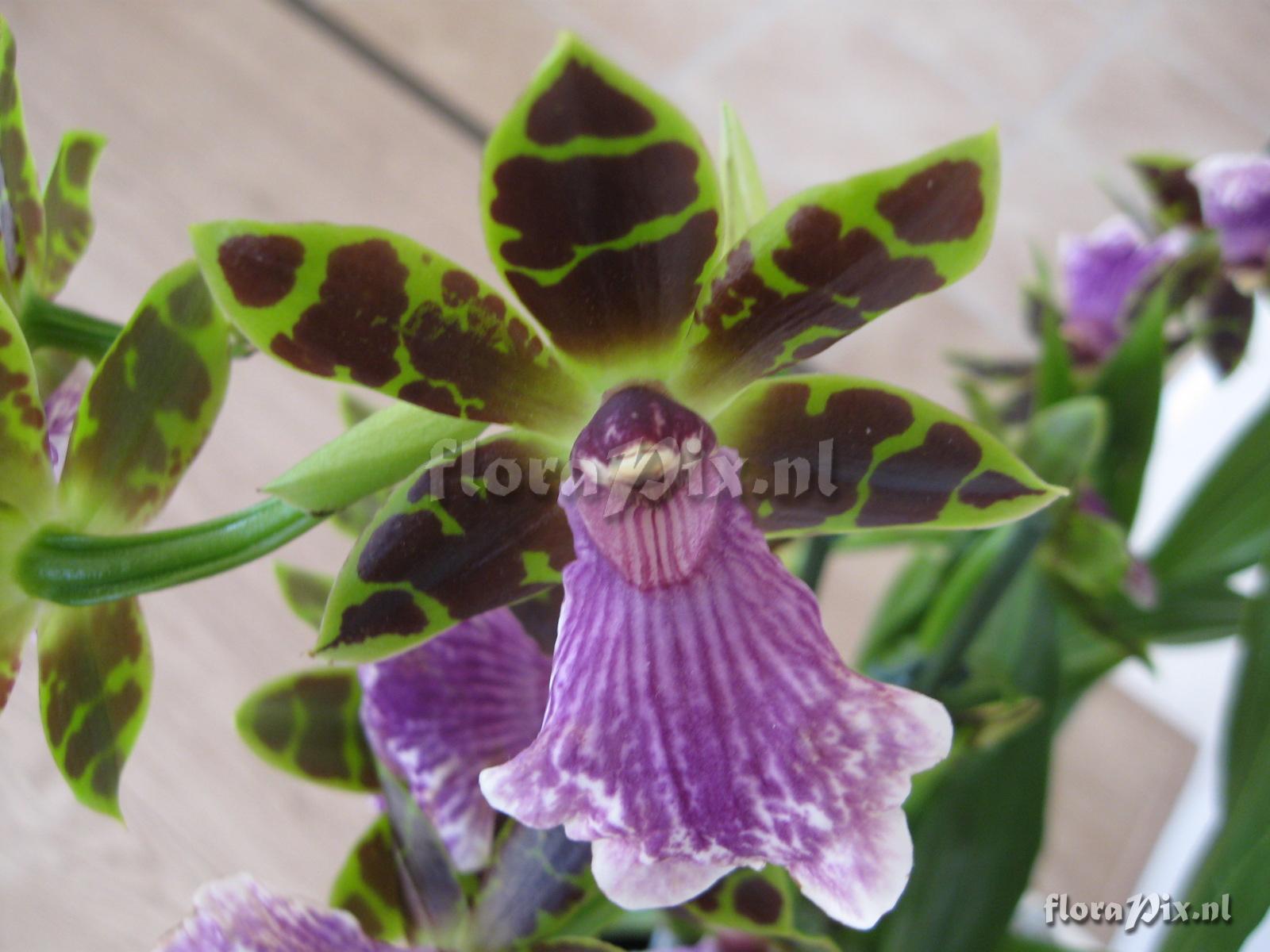 Zygopetalum hybride 