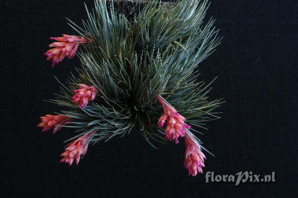 Tillandsia kautskyi