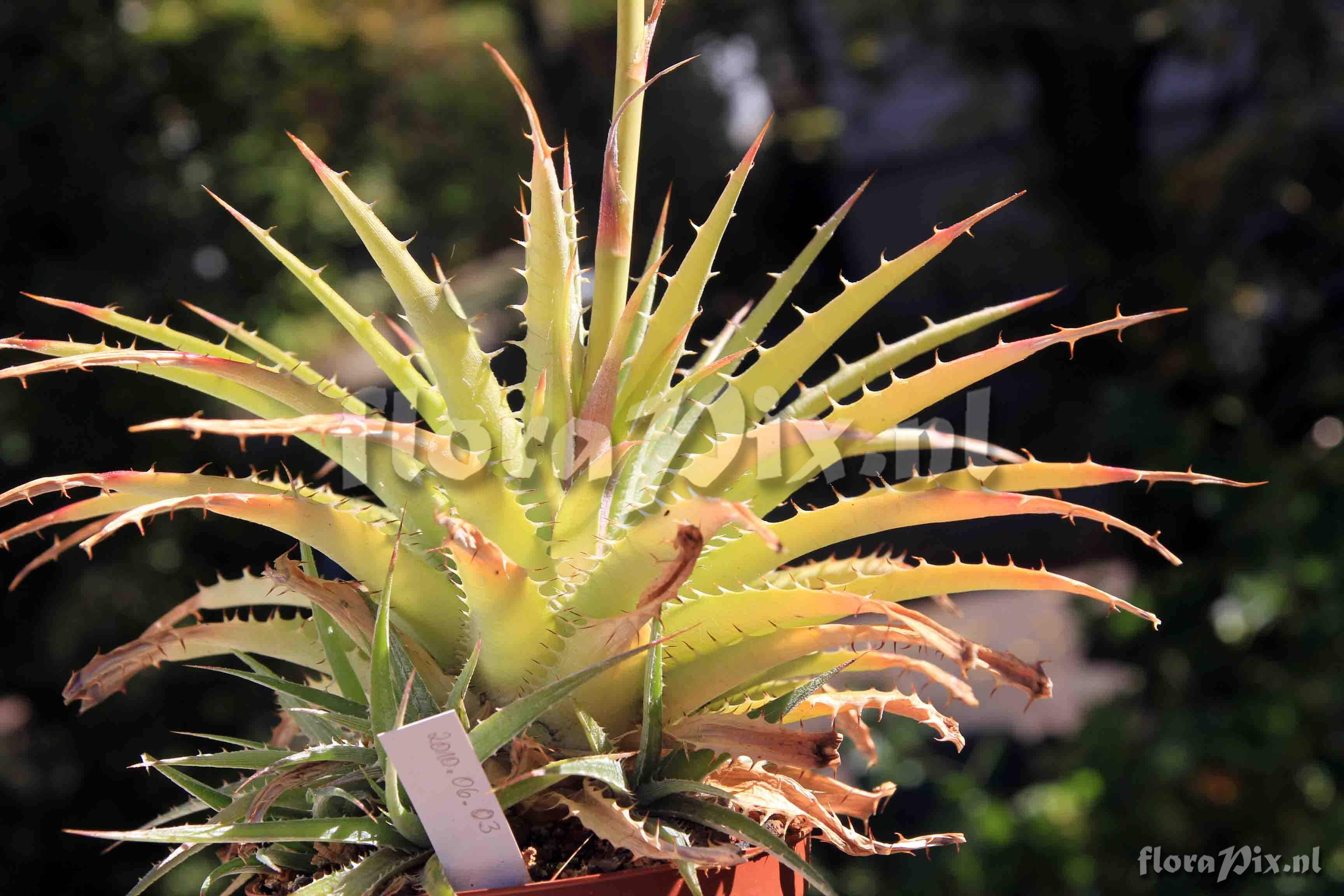 Dyckia hebdingii