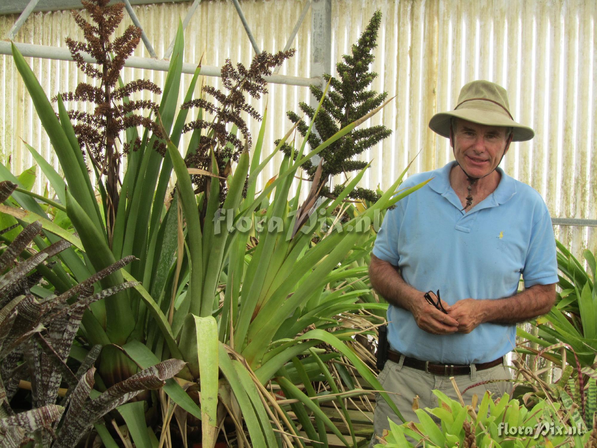 Aechmea leonard-kentiana