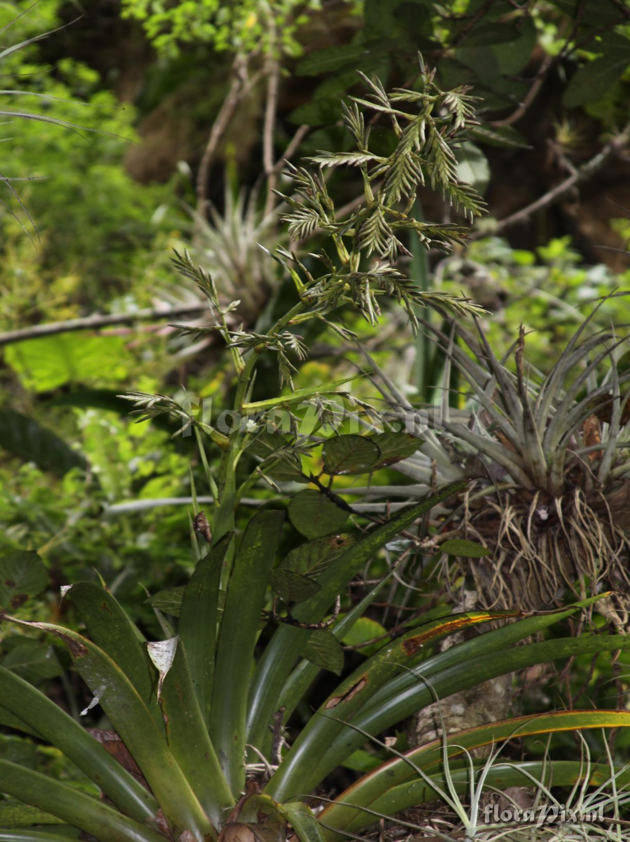 Tillandsia