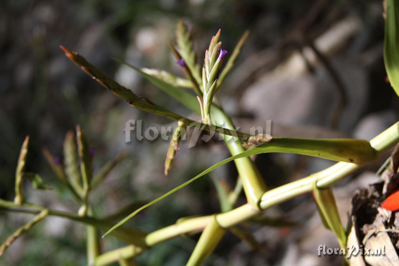 Tillandsia 