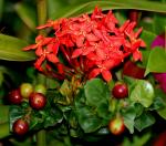 Ixora Fruits &Flowers Rubiaceae