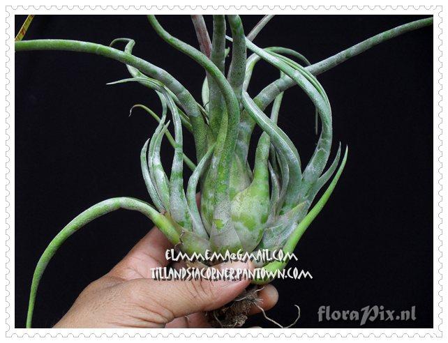 Tillandsia caput-medusae (banded form)