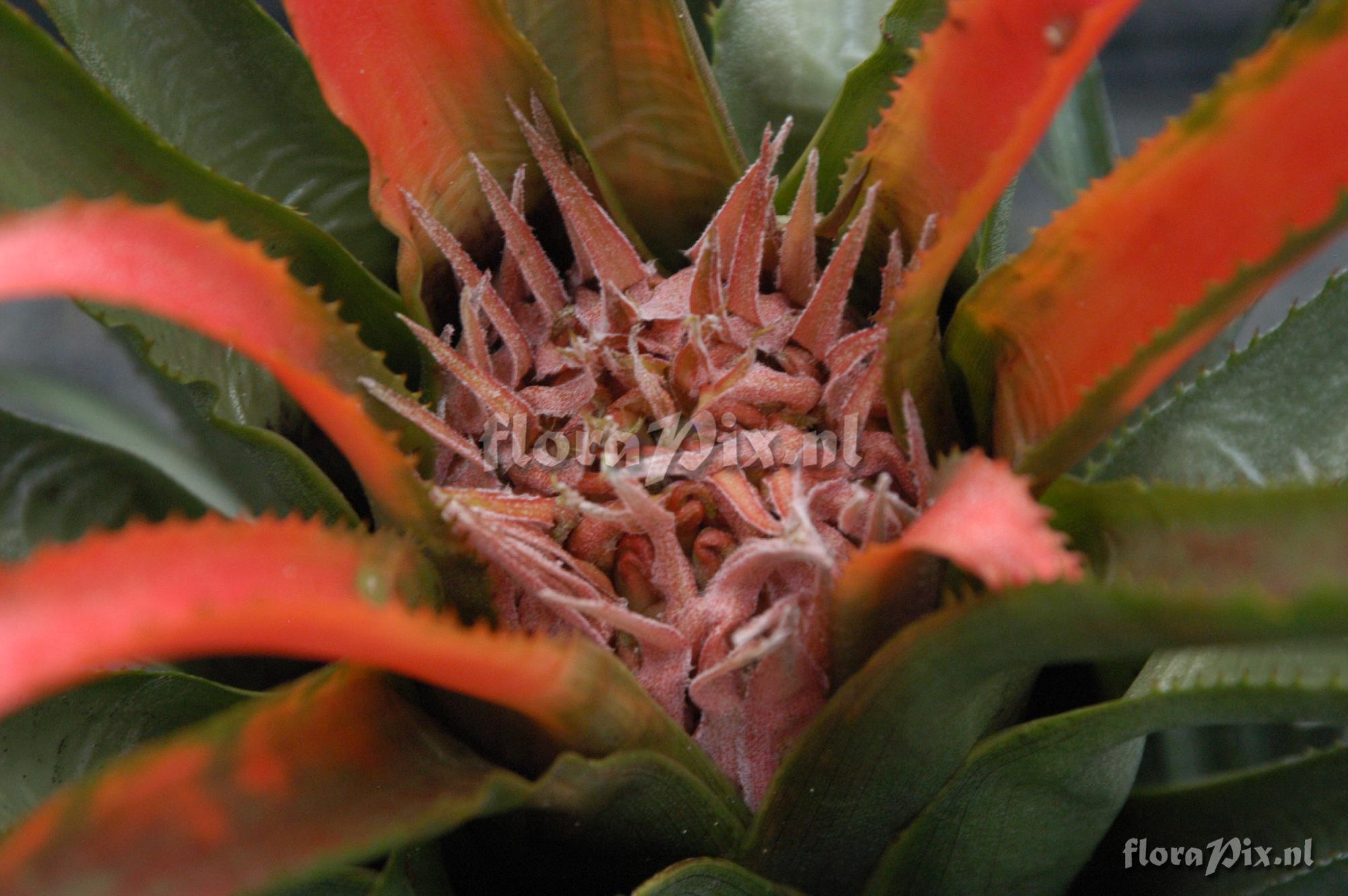 Aechmea recurvata var. ortgiesii 